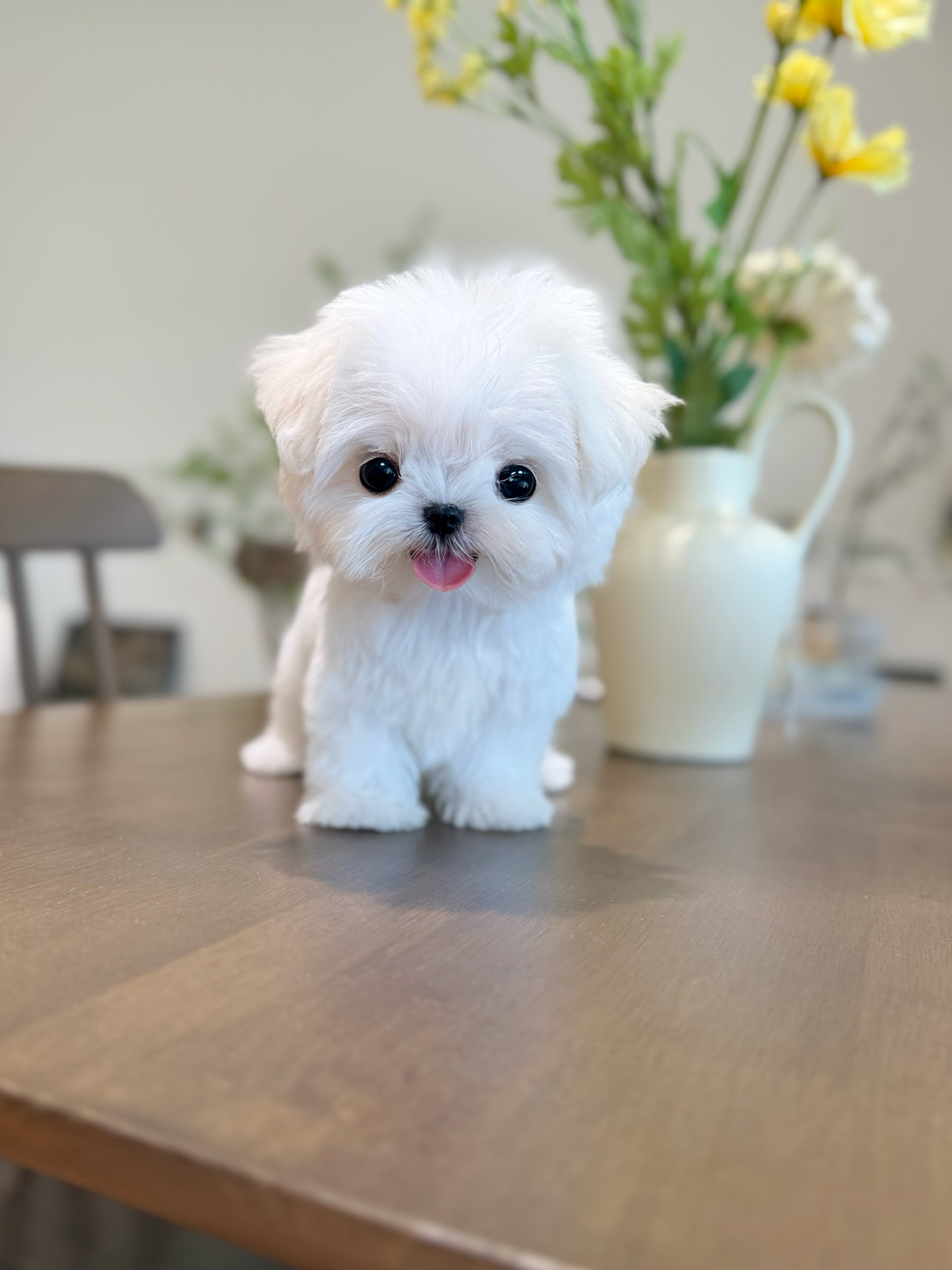 Maltese-Toto