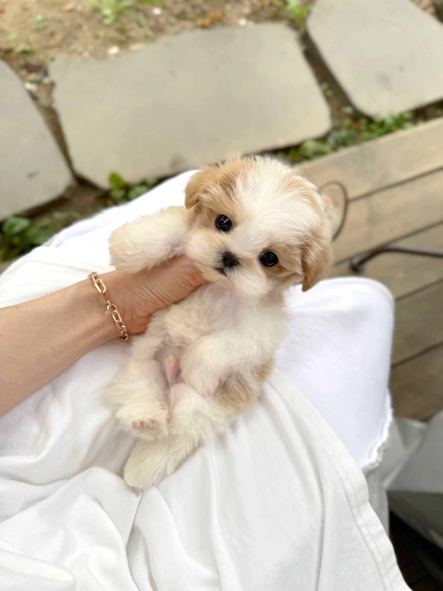 Maltipoo-Biscuit