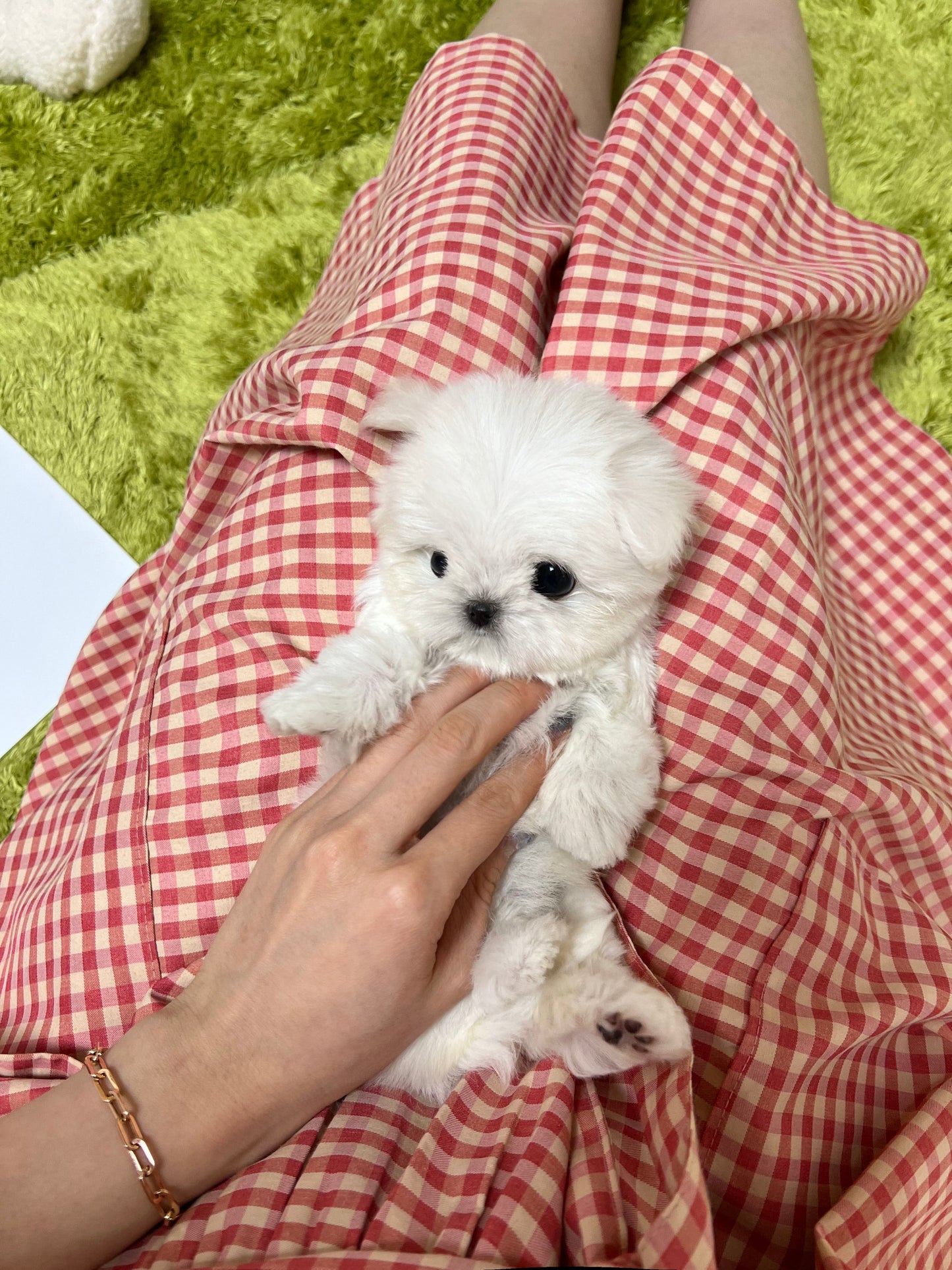 Maltese F-Katrina