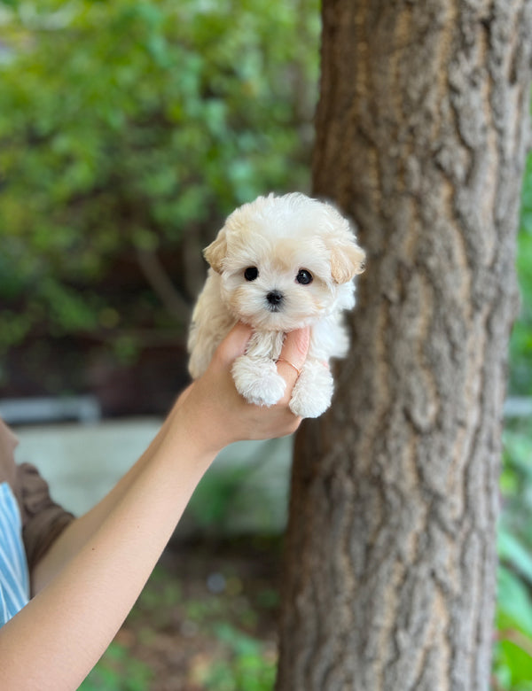 Maltipoo F -Shu