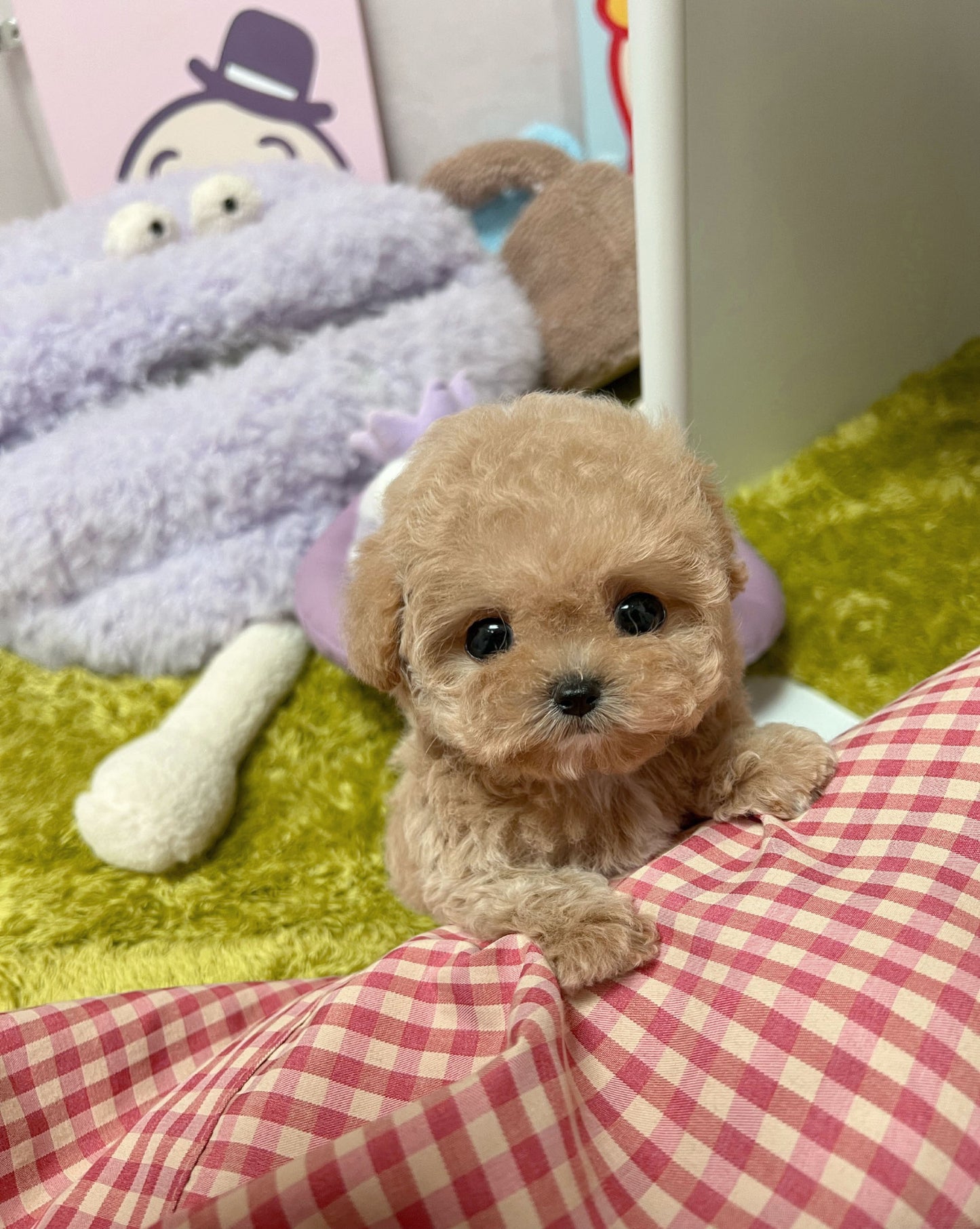 Poodle F-Shelby