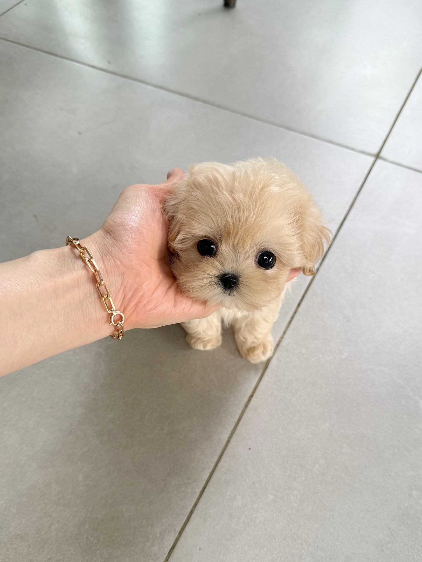 Maltipoo-Bebe
