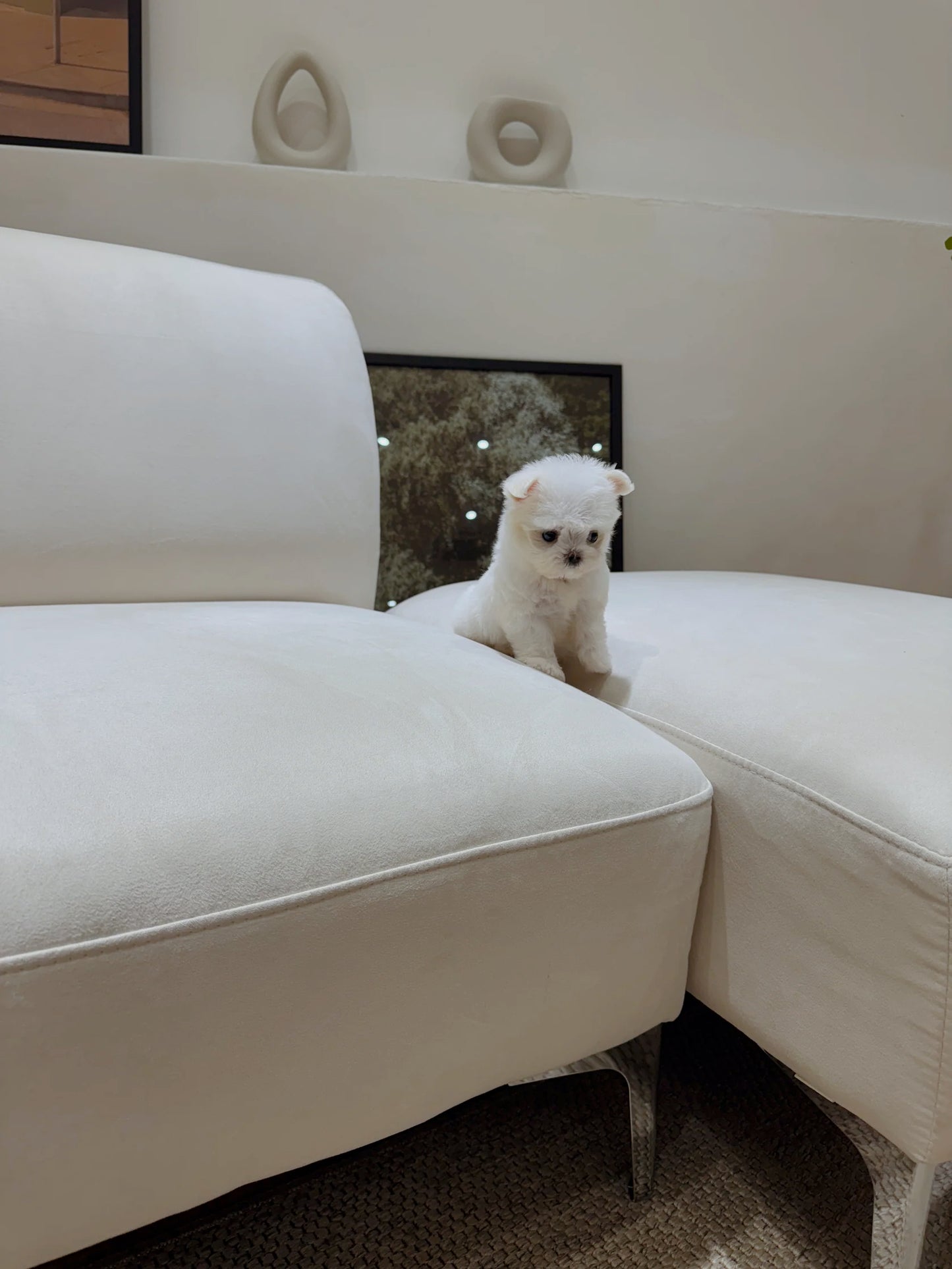 Maltese-Mellow