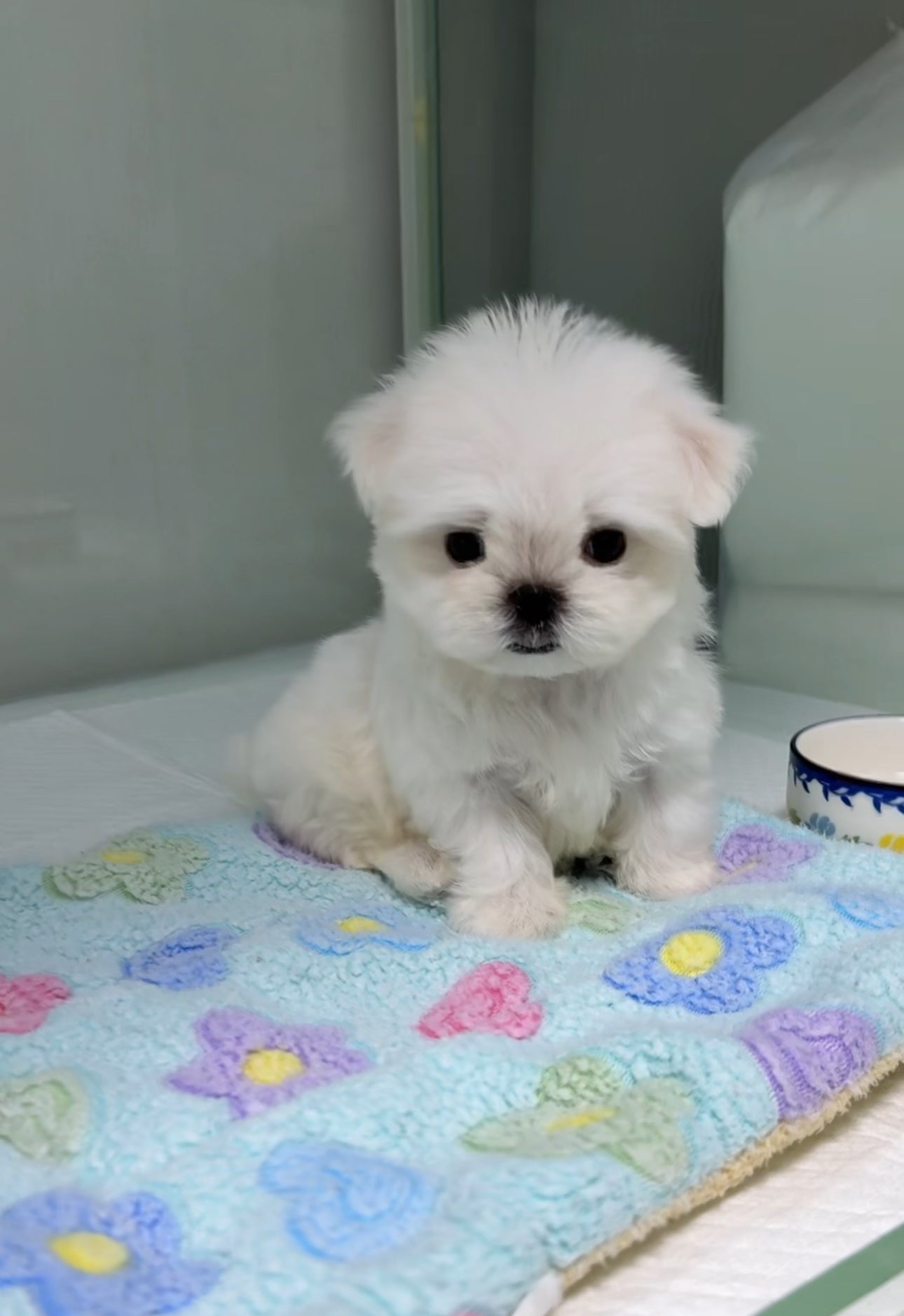 Maltese-Sean