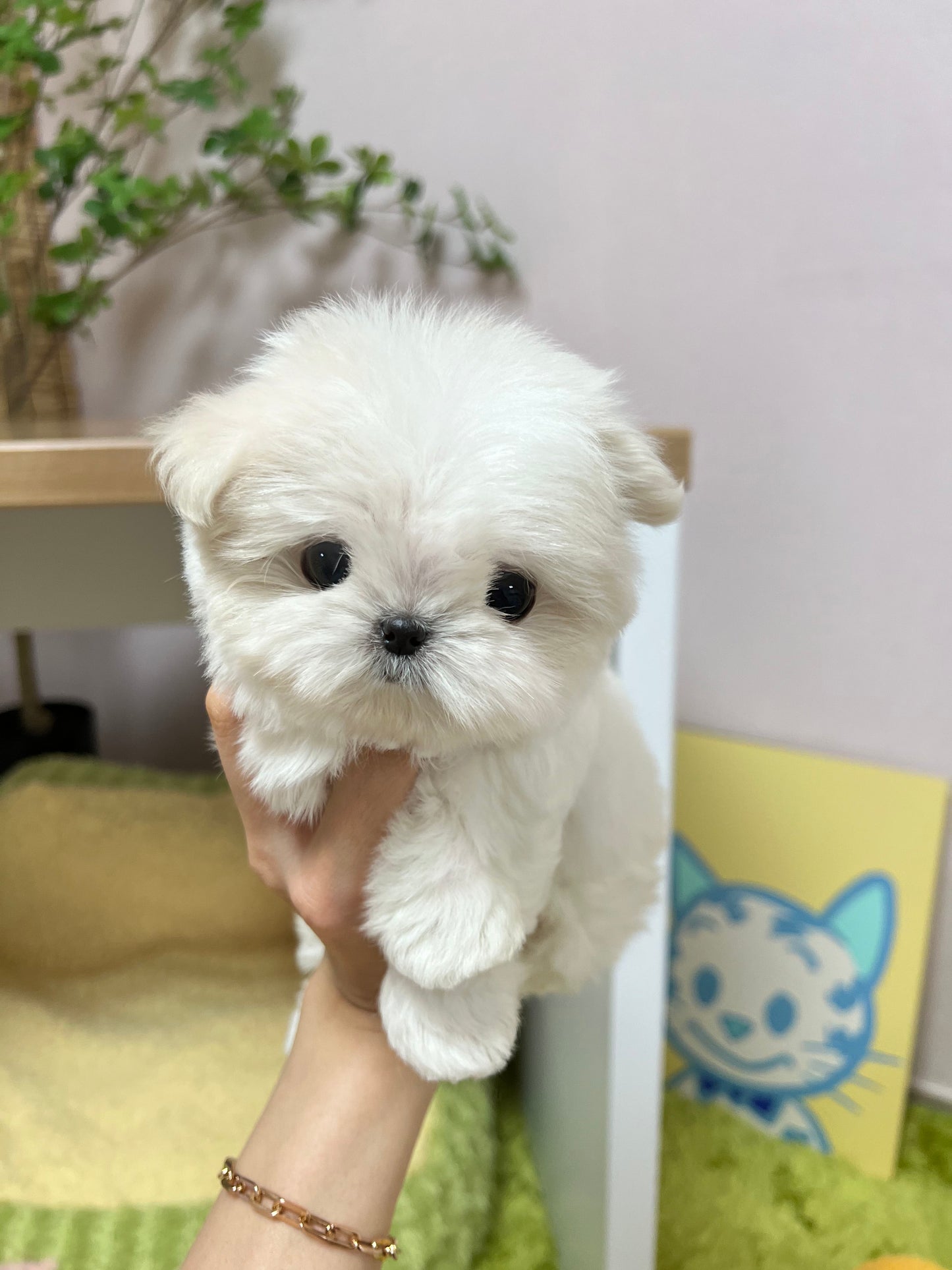 Maltese F-Katrina