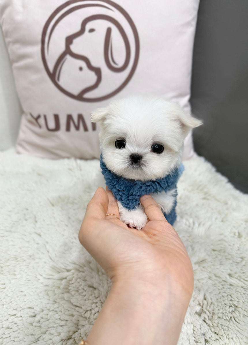Maltese-Lei
