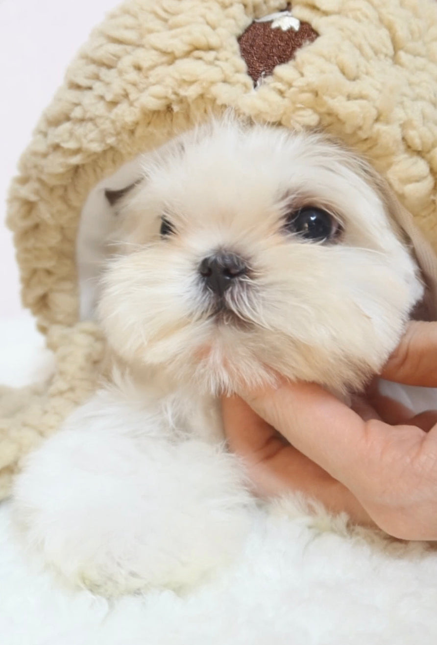 Maltese M- Haru