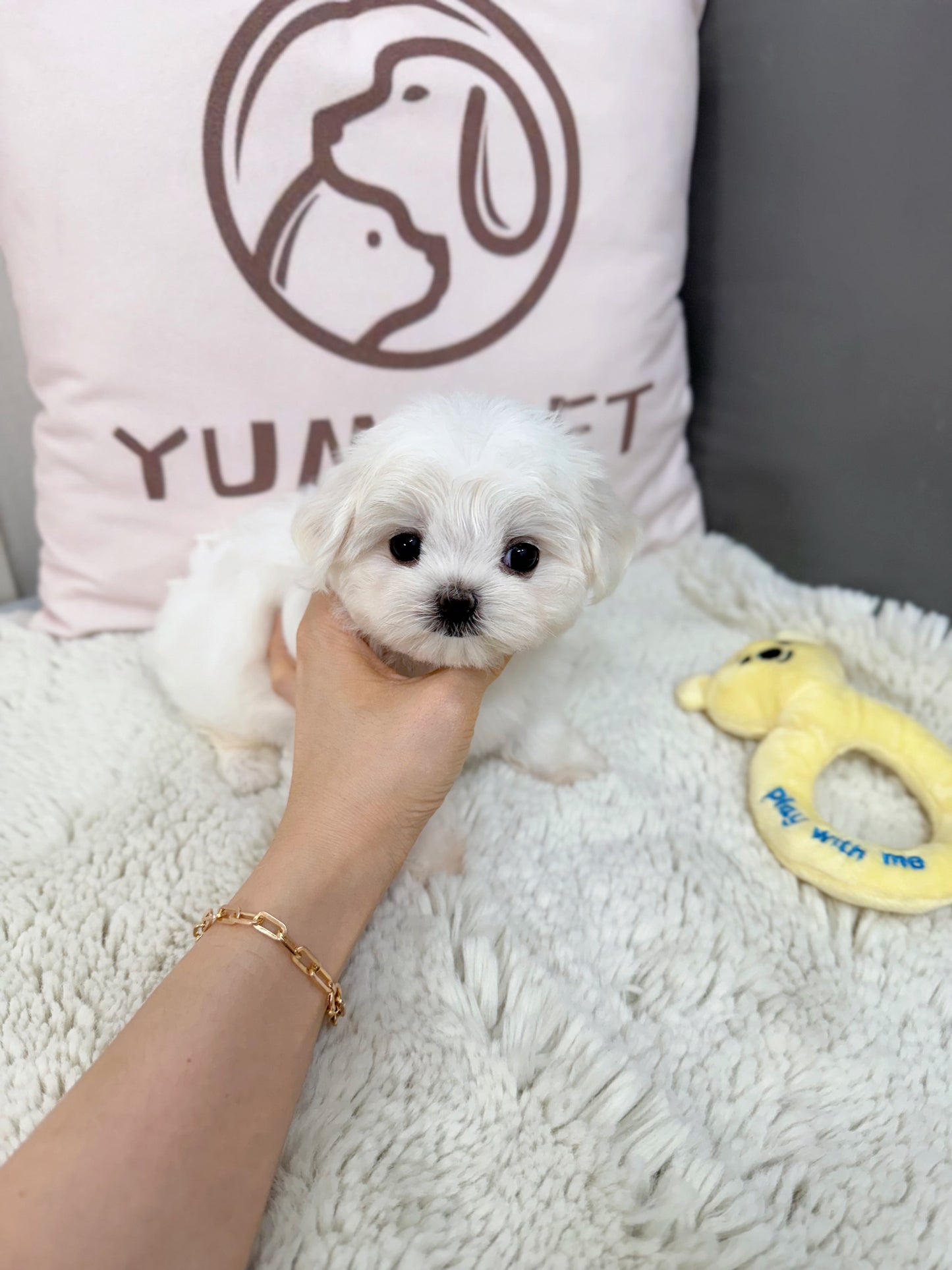 Maltese-Nina
