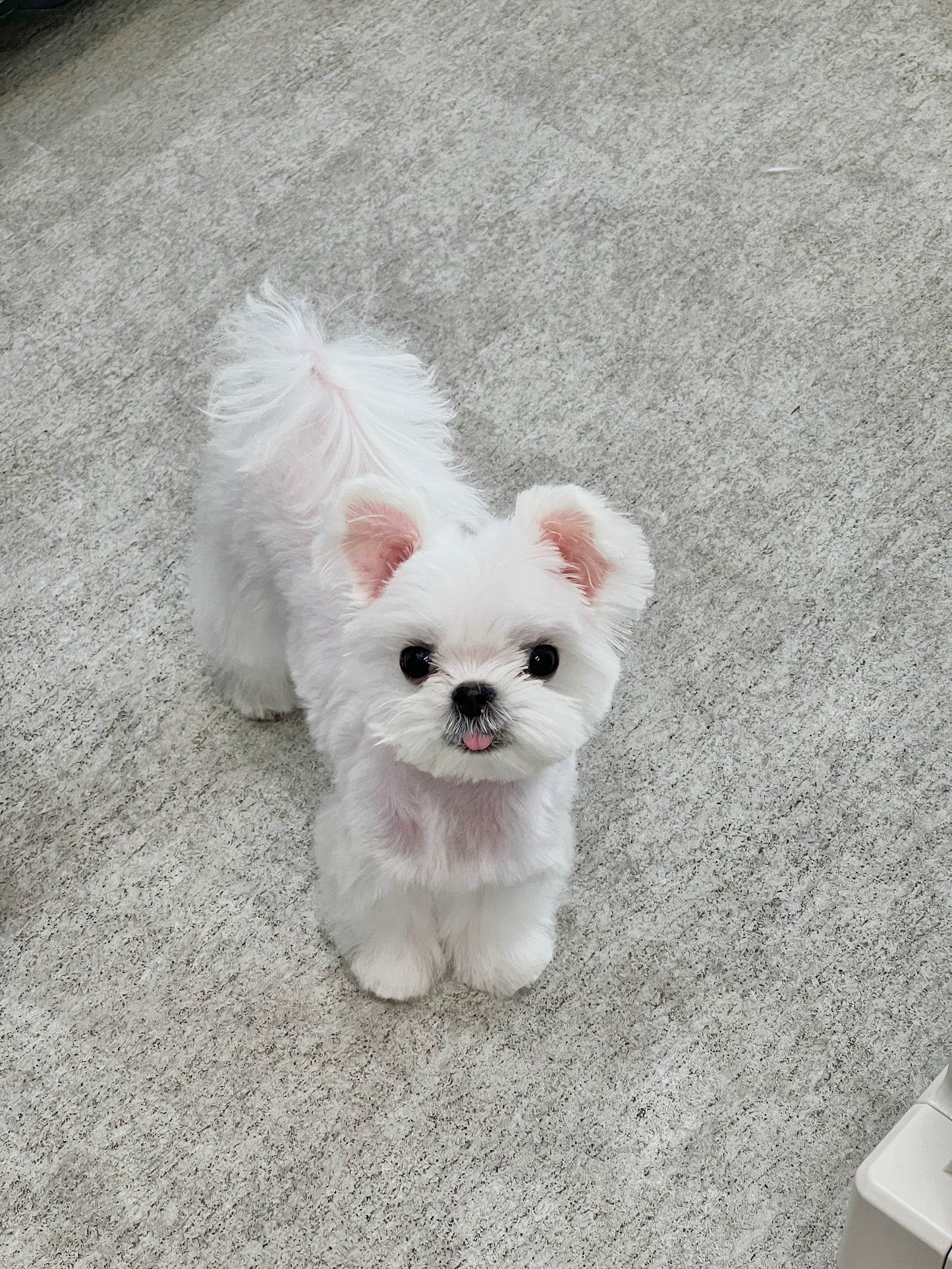Maltese-Kara
