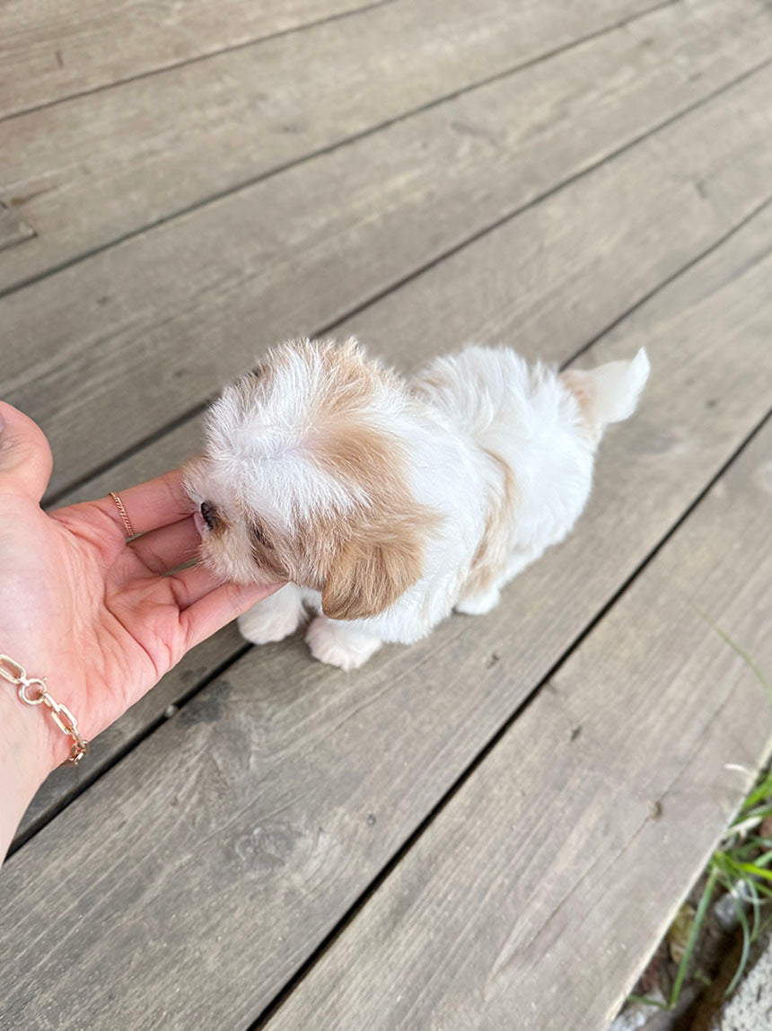 Maltipoo-Biscuit
