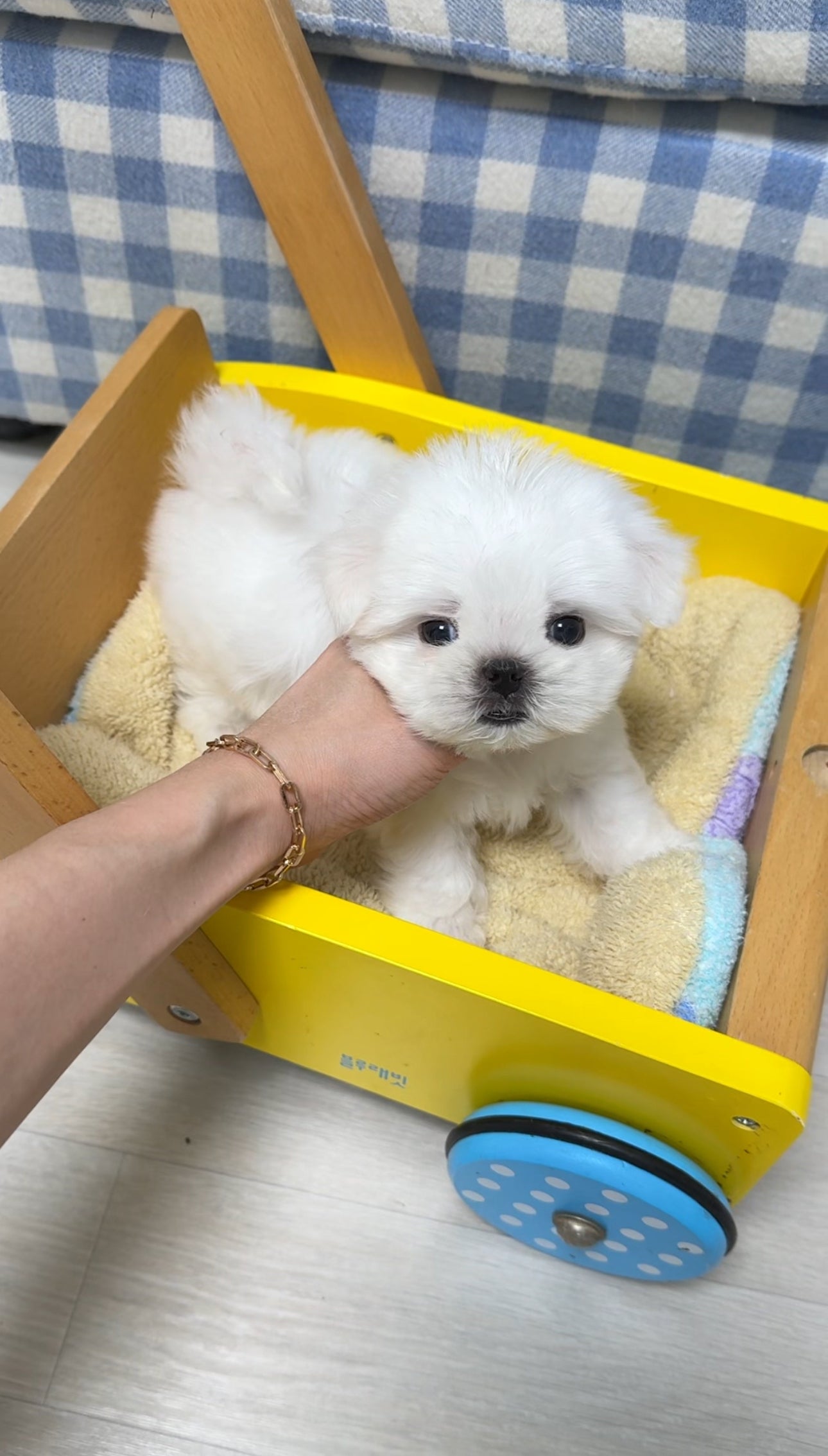 Maltese-Sean
