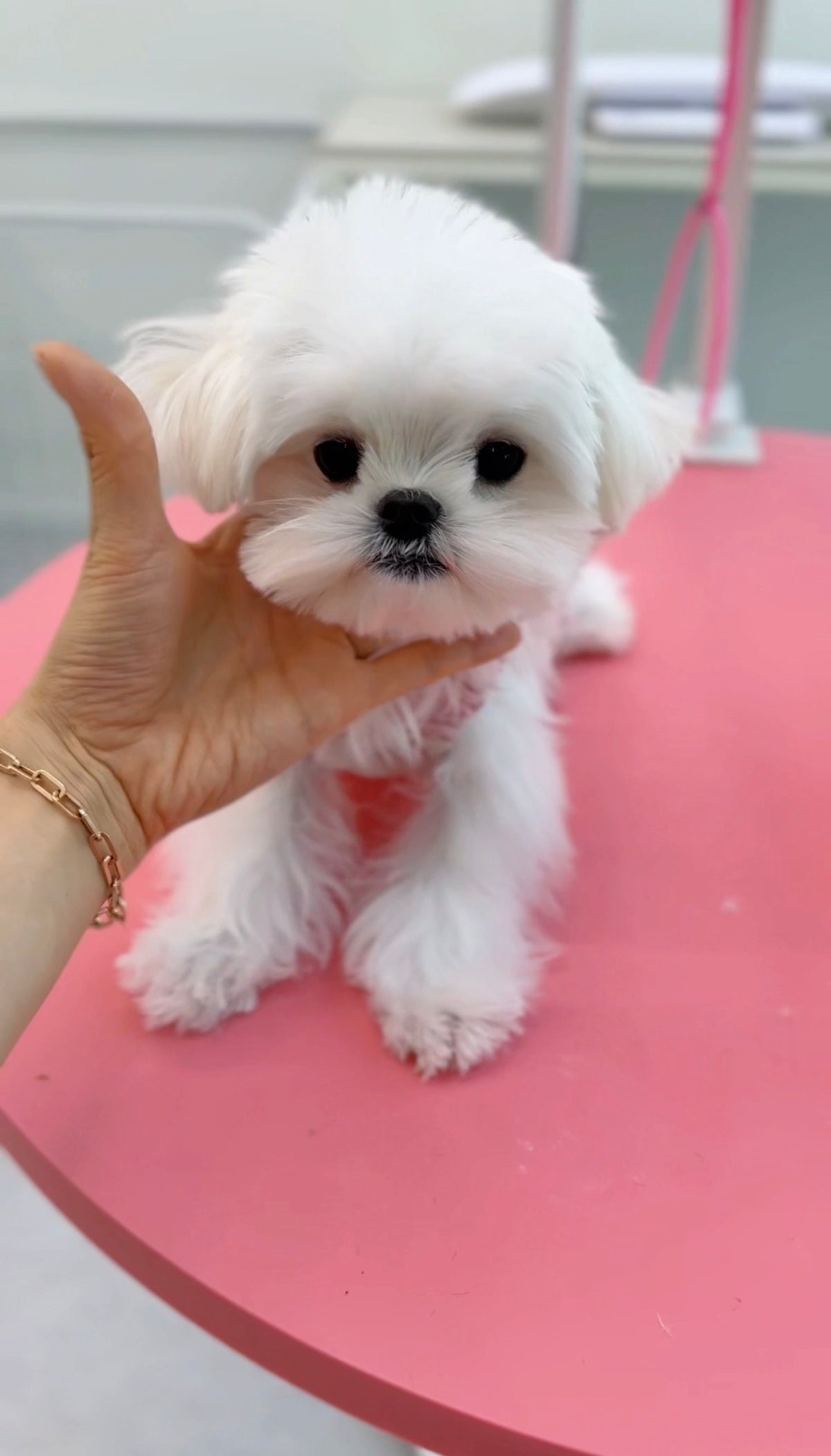 Maltese-Berry-M