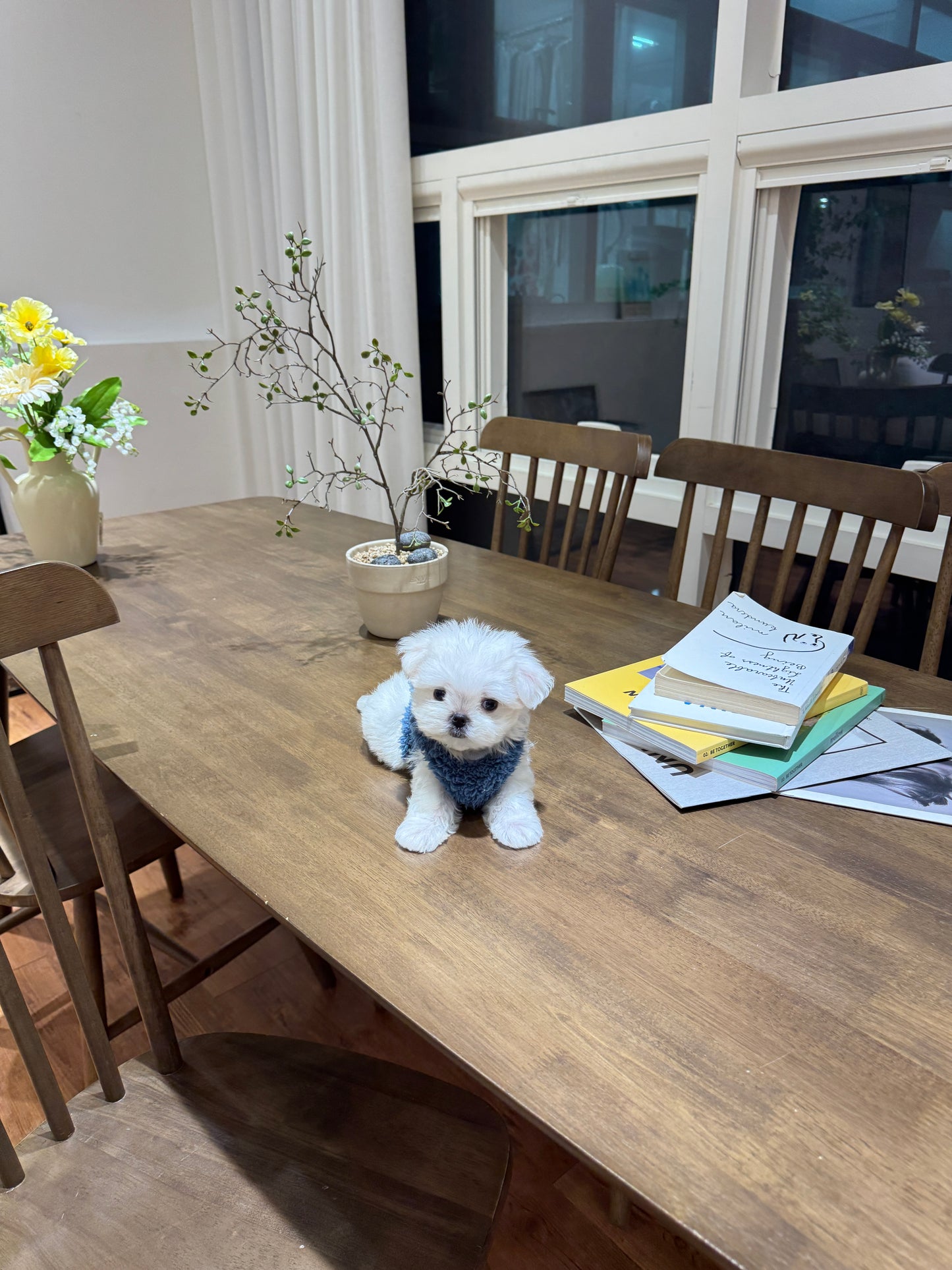 Maltese-Sean