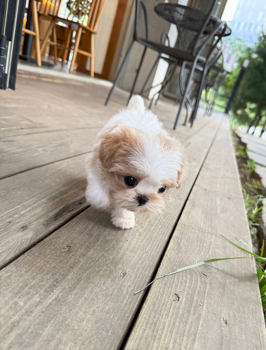 Maltipoo-Biscuit