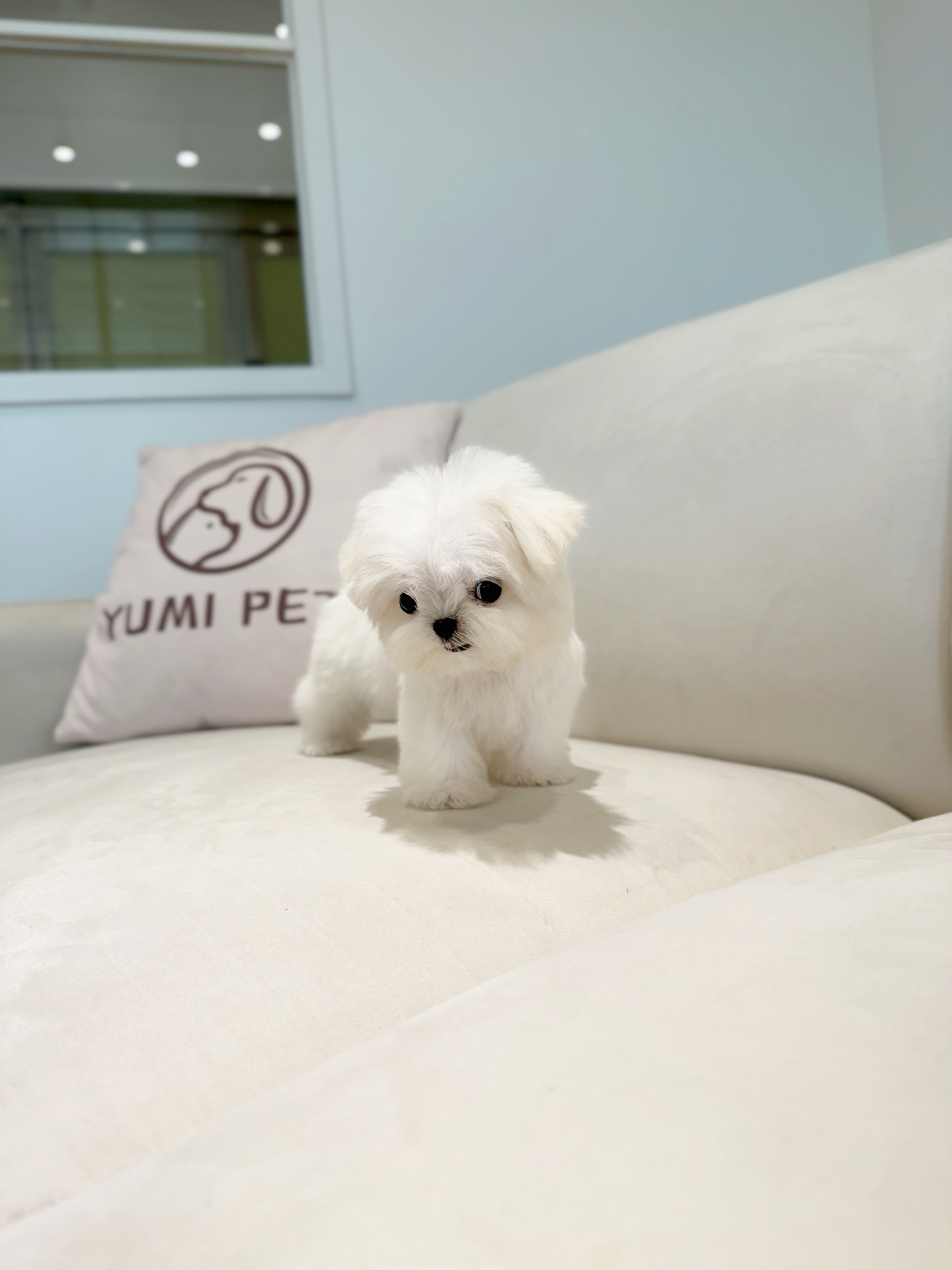 Maltese-Toto
