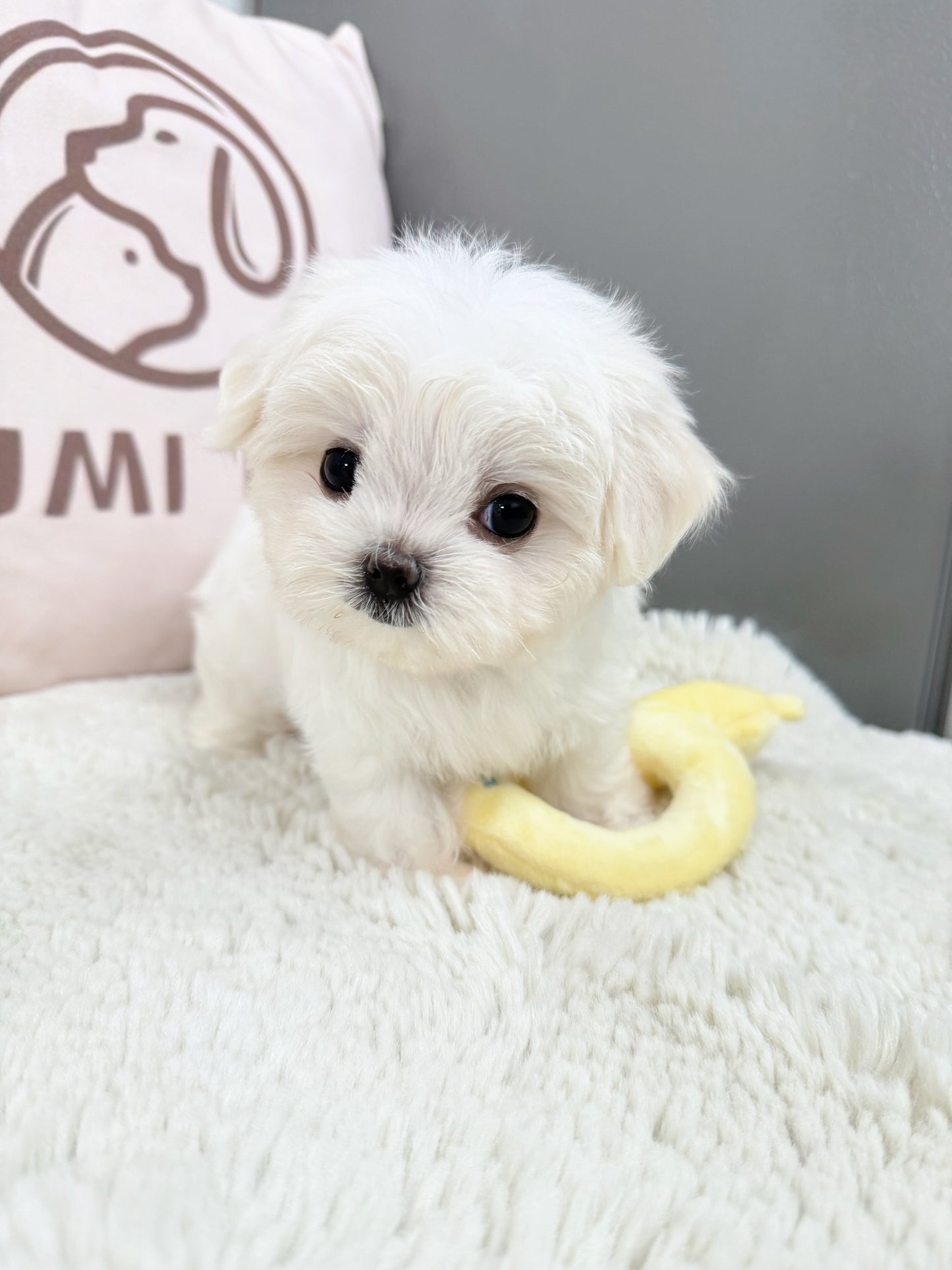 Maltese-Nina