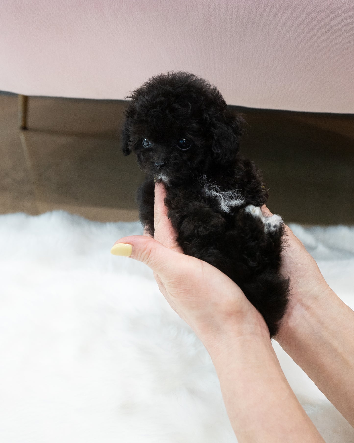 Teacup silver party poodle-Didi