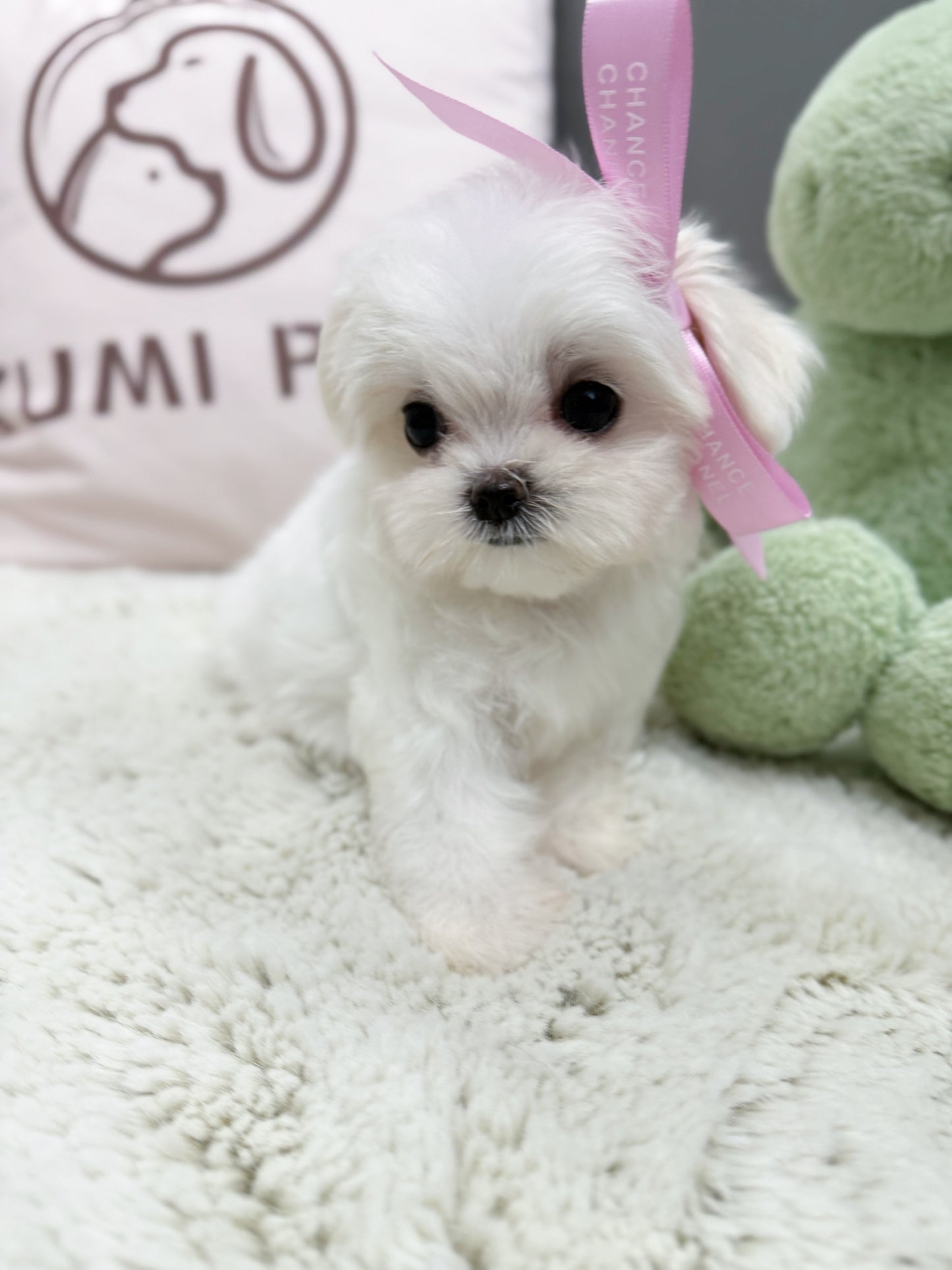 Maltese-Tofu