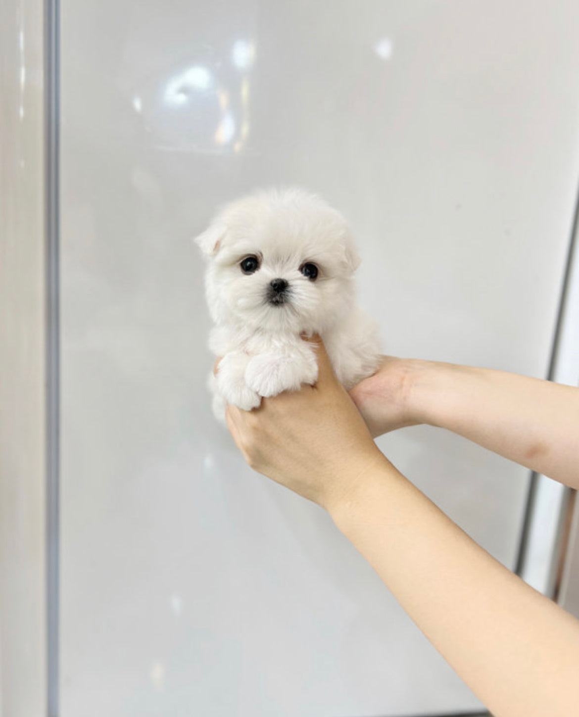 Maltese-Dean