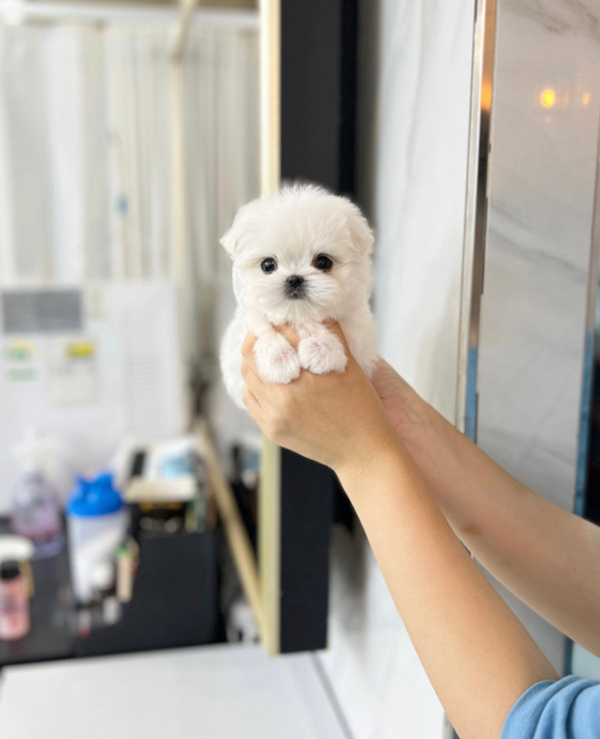 Maltese-Dean