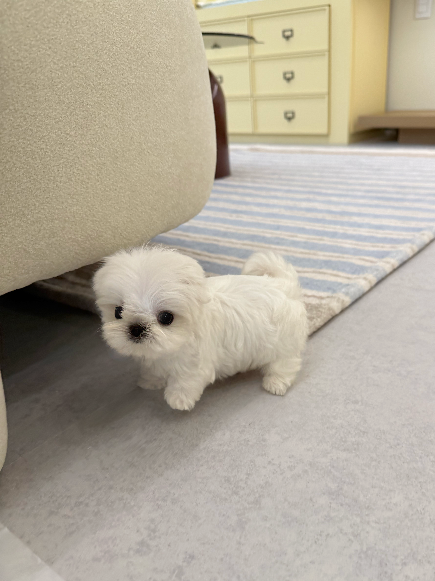 Maltese-Cino-M
