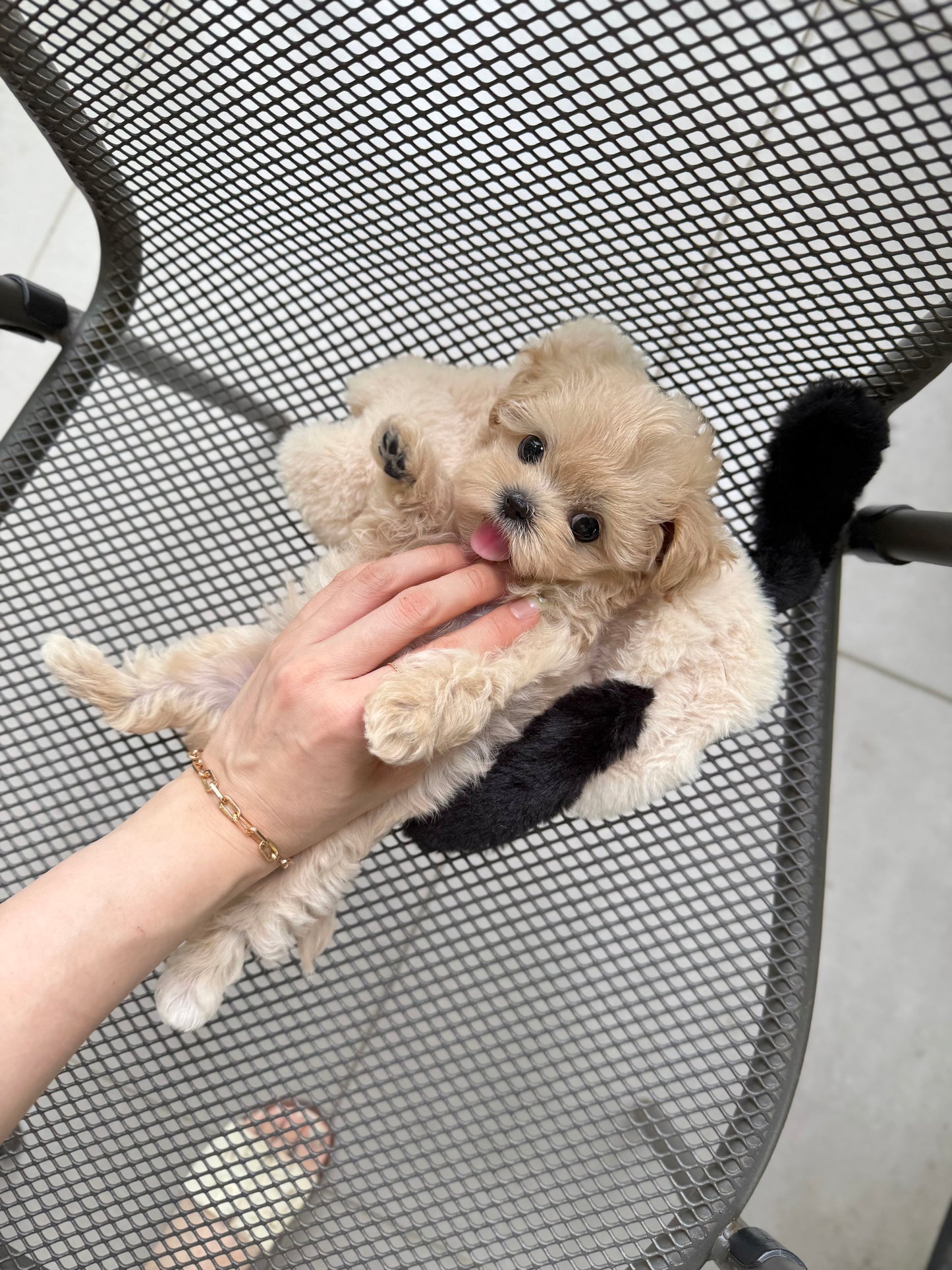 Maltipoo-Bebe
