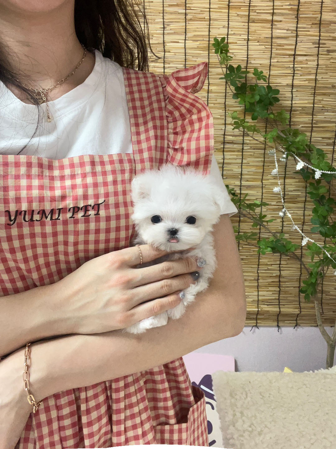 Maltese M- Cookie