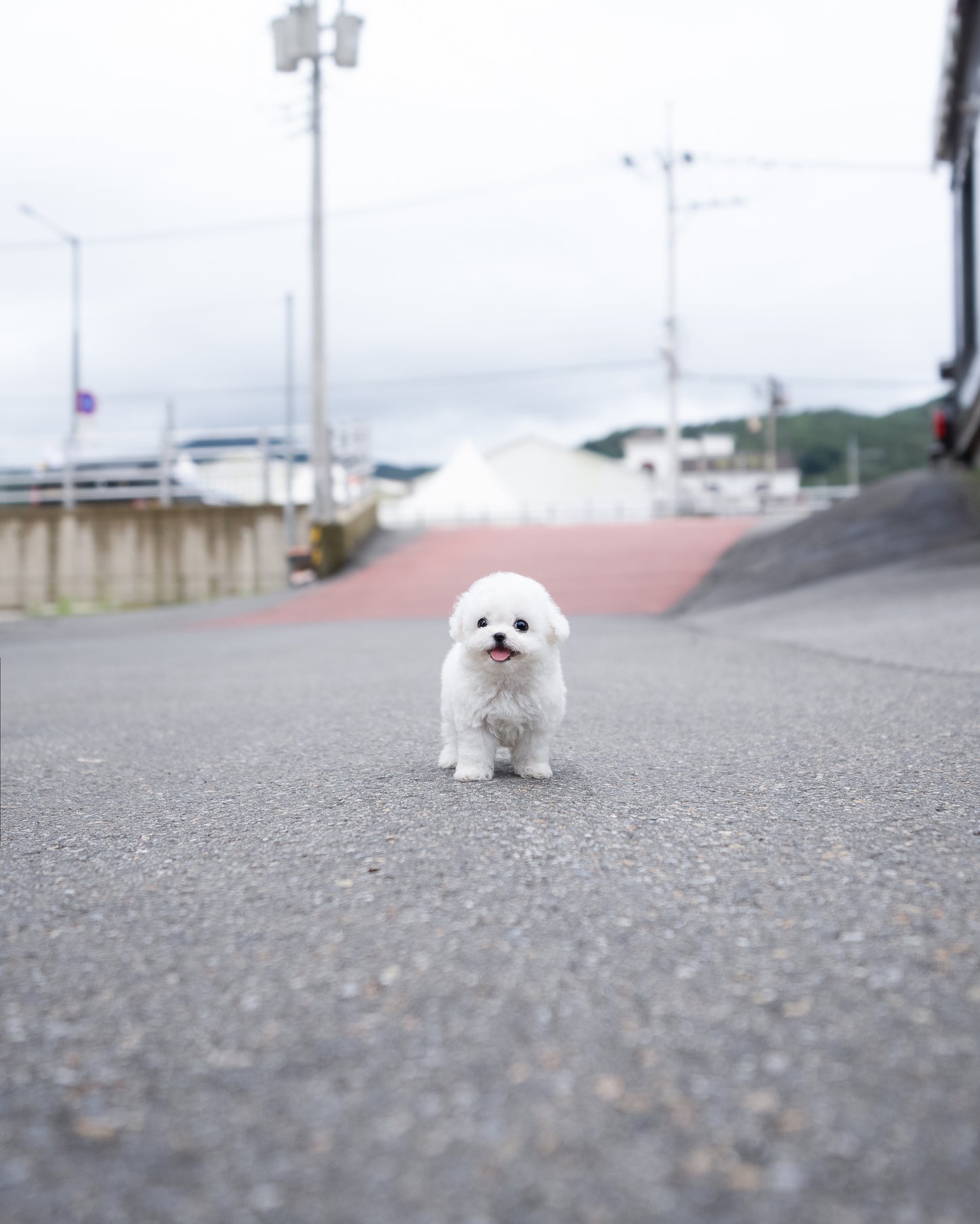 Bichon - Nori