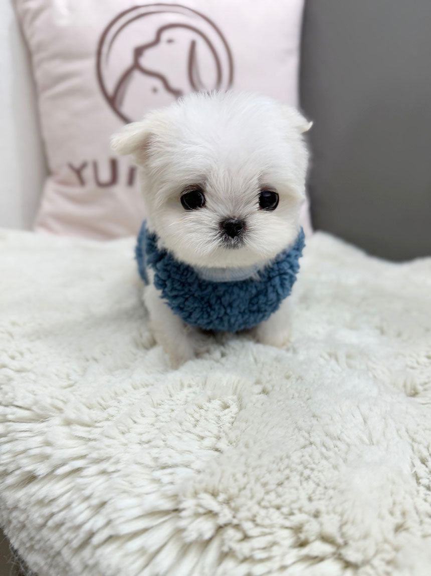 Maltese-Lei