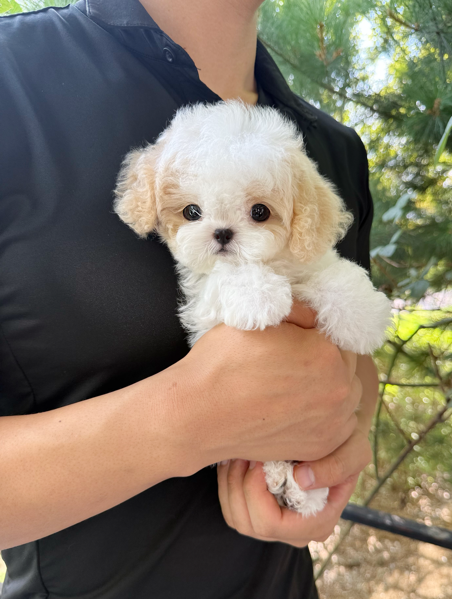 Maltipoo-Lottie