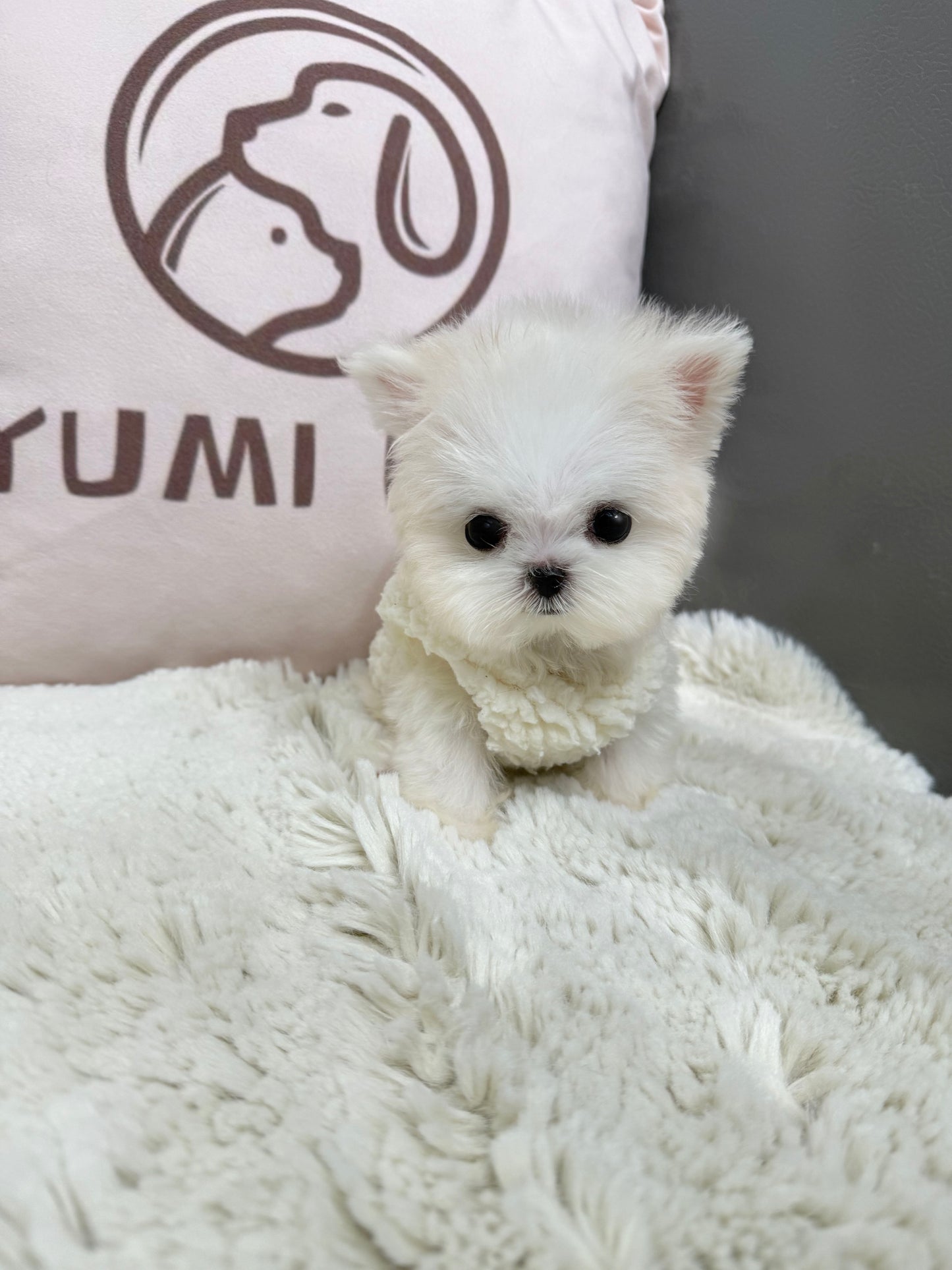 Maltese-Luna