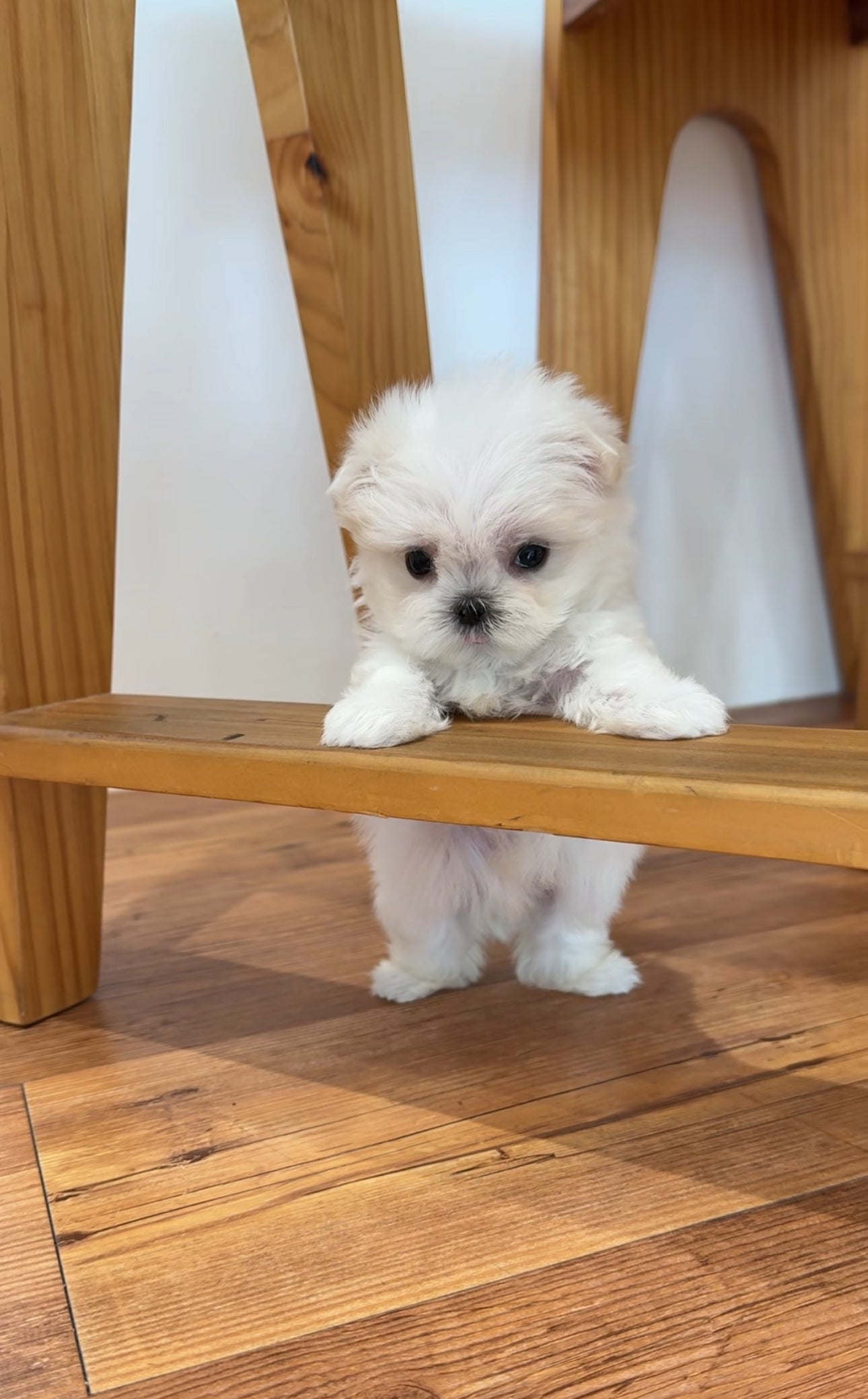 Maltese-Tiny