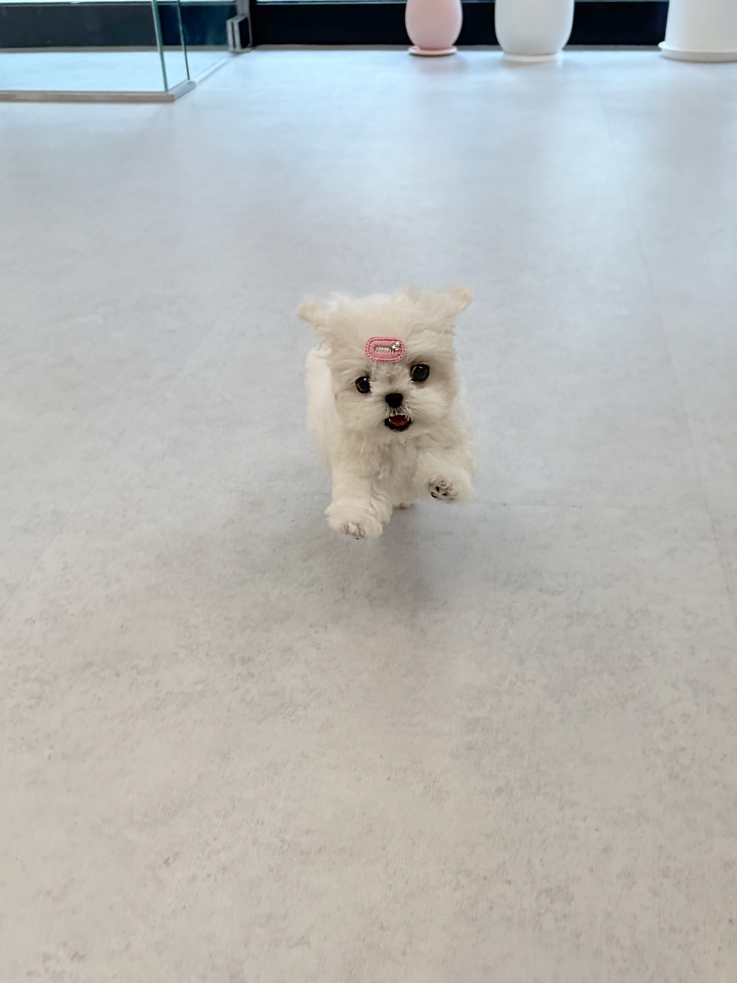 Bichon-Donna-F