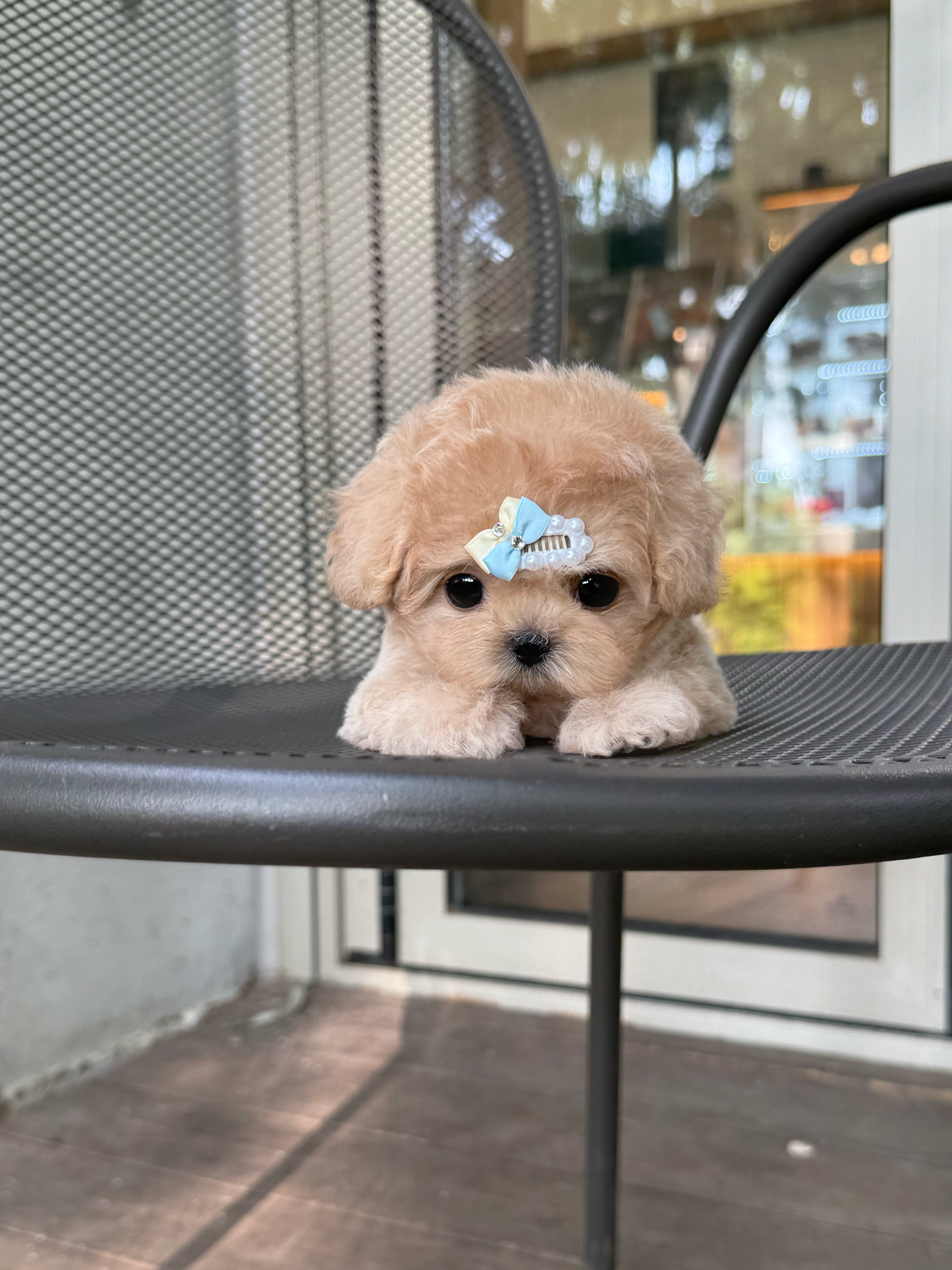 Maltipoo-Toast
