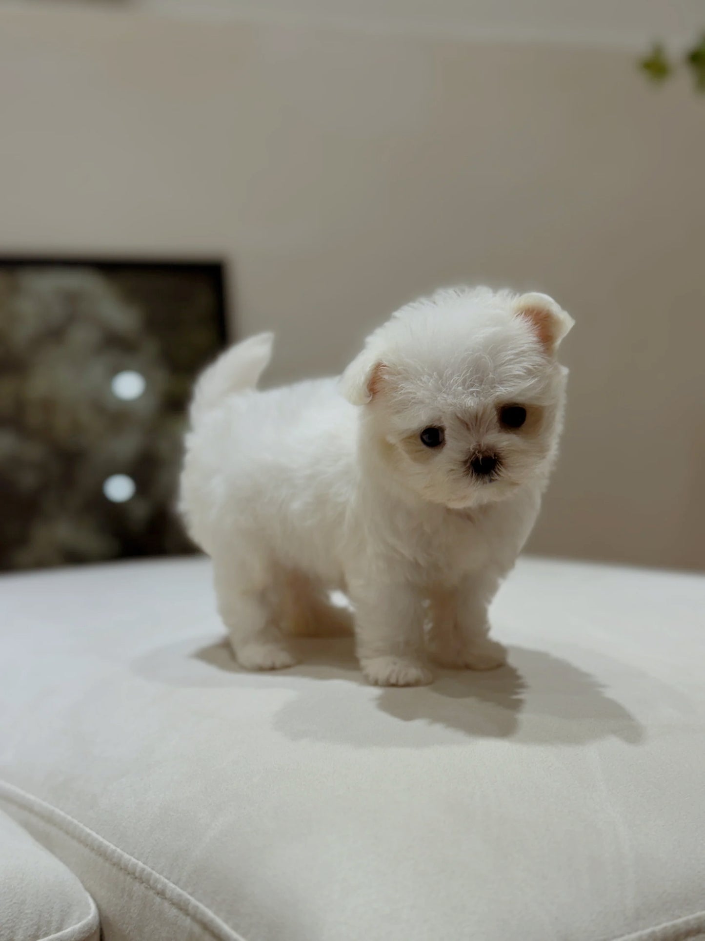 Maltese-Mellow