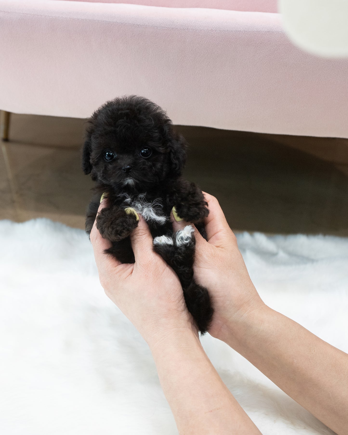 Teacup silver party poodle-Didi