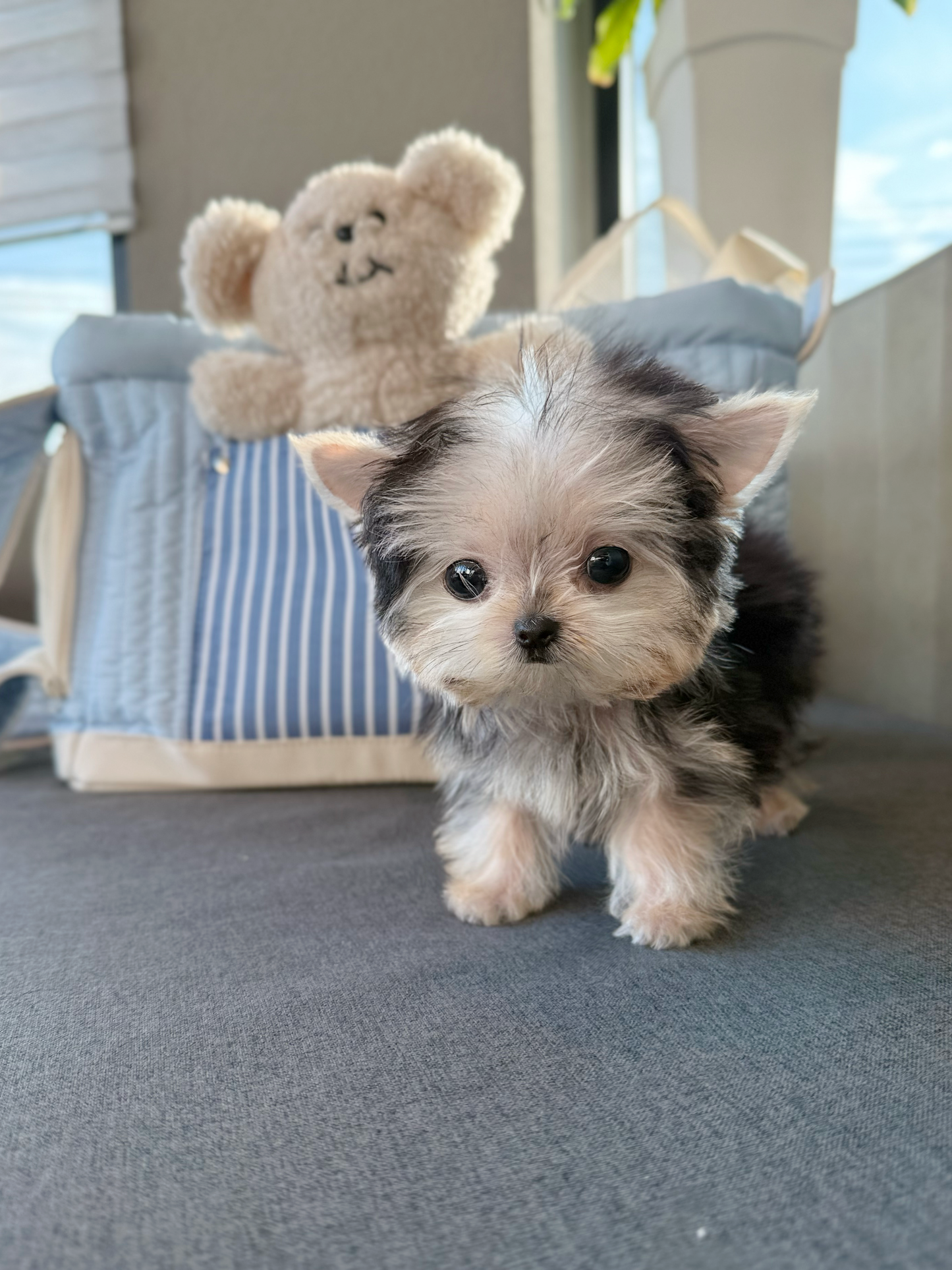 Yorkie-Shio