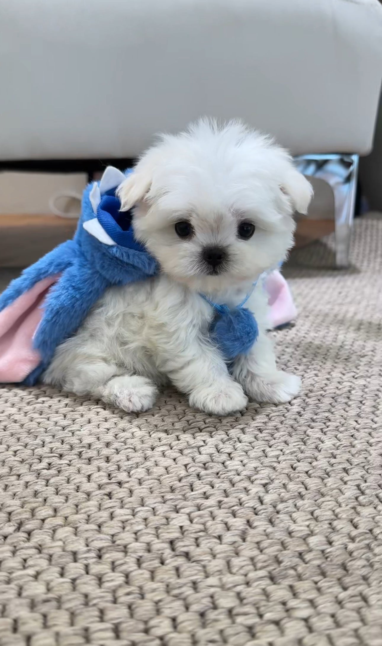 Maltese-ccomo