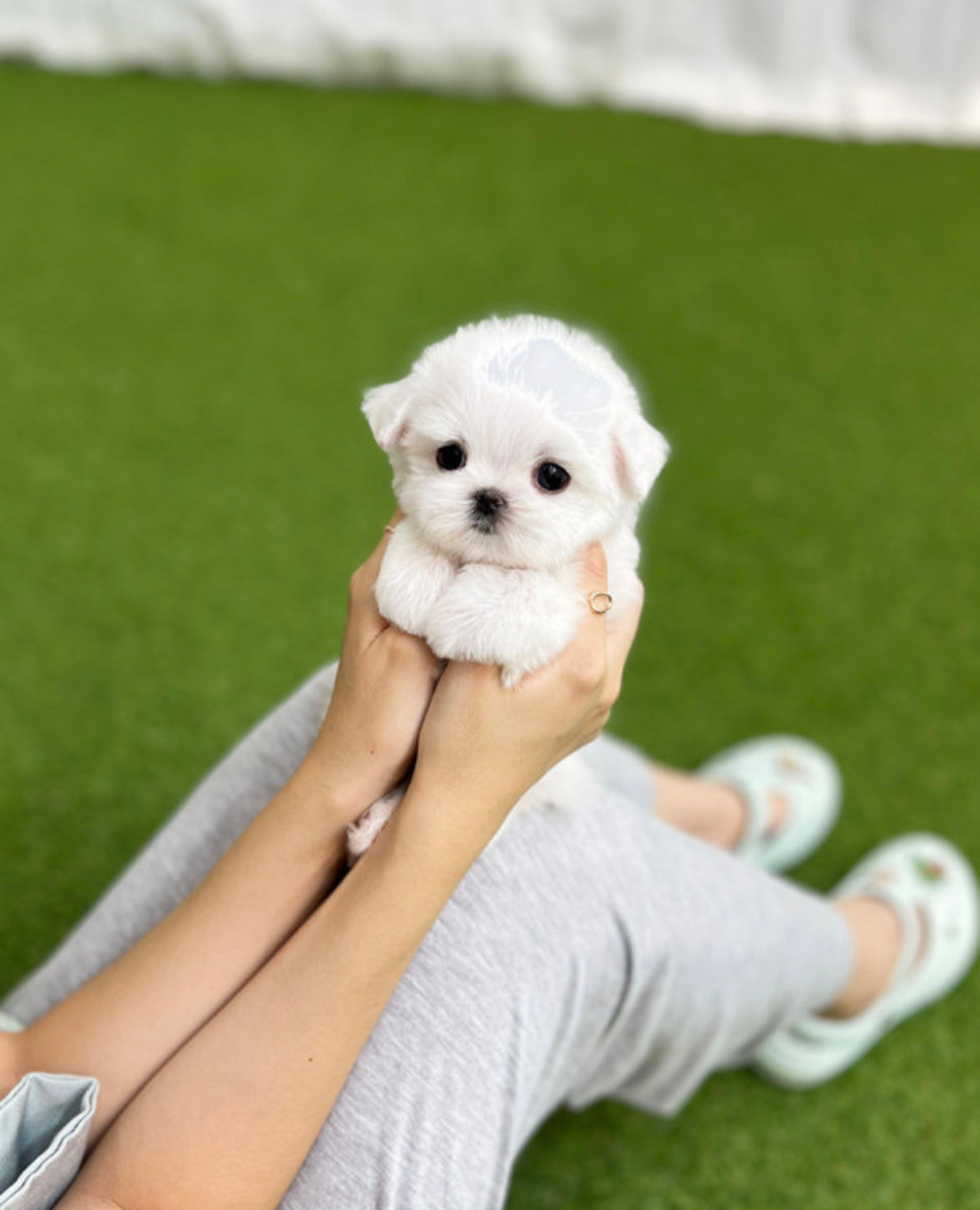 Maltese-Chimi