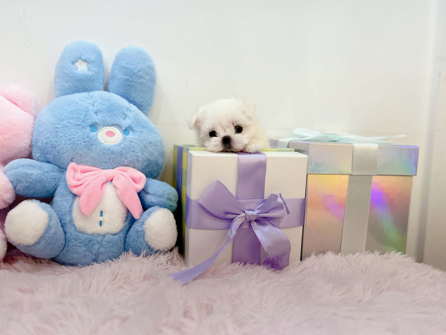 Maltese M-Leo