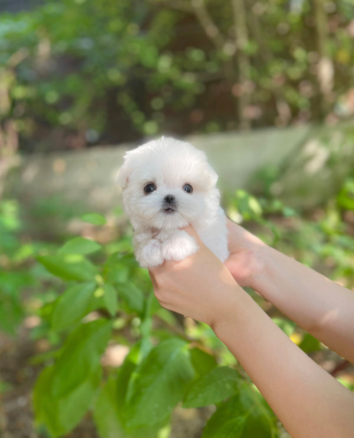 Maltese-Dean