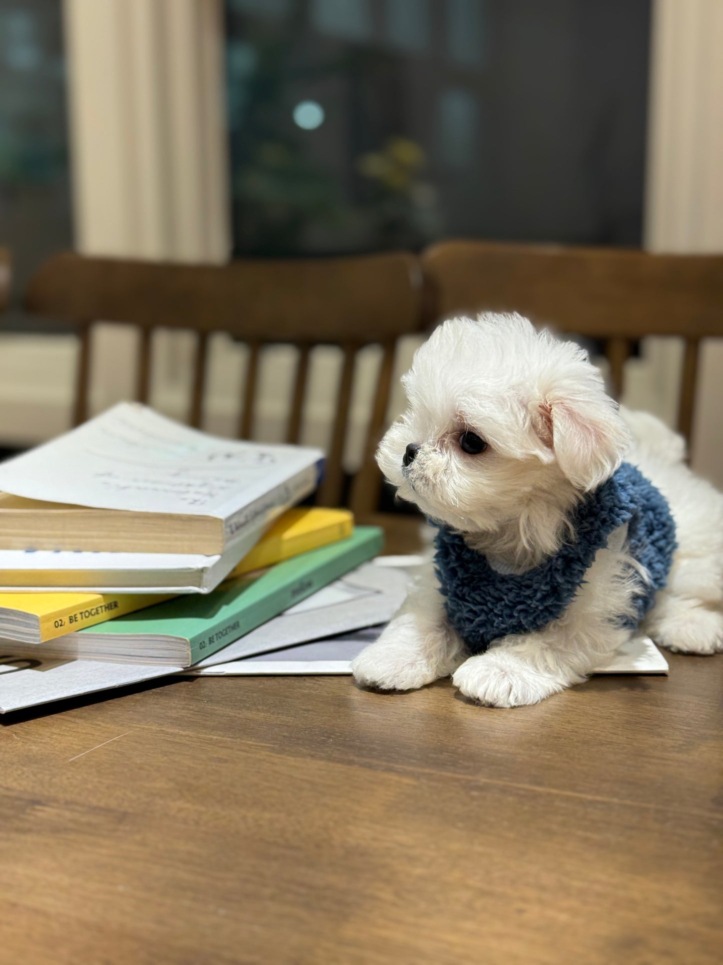Maltese-Sean