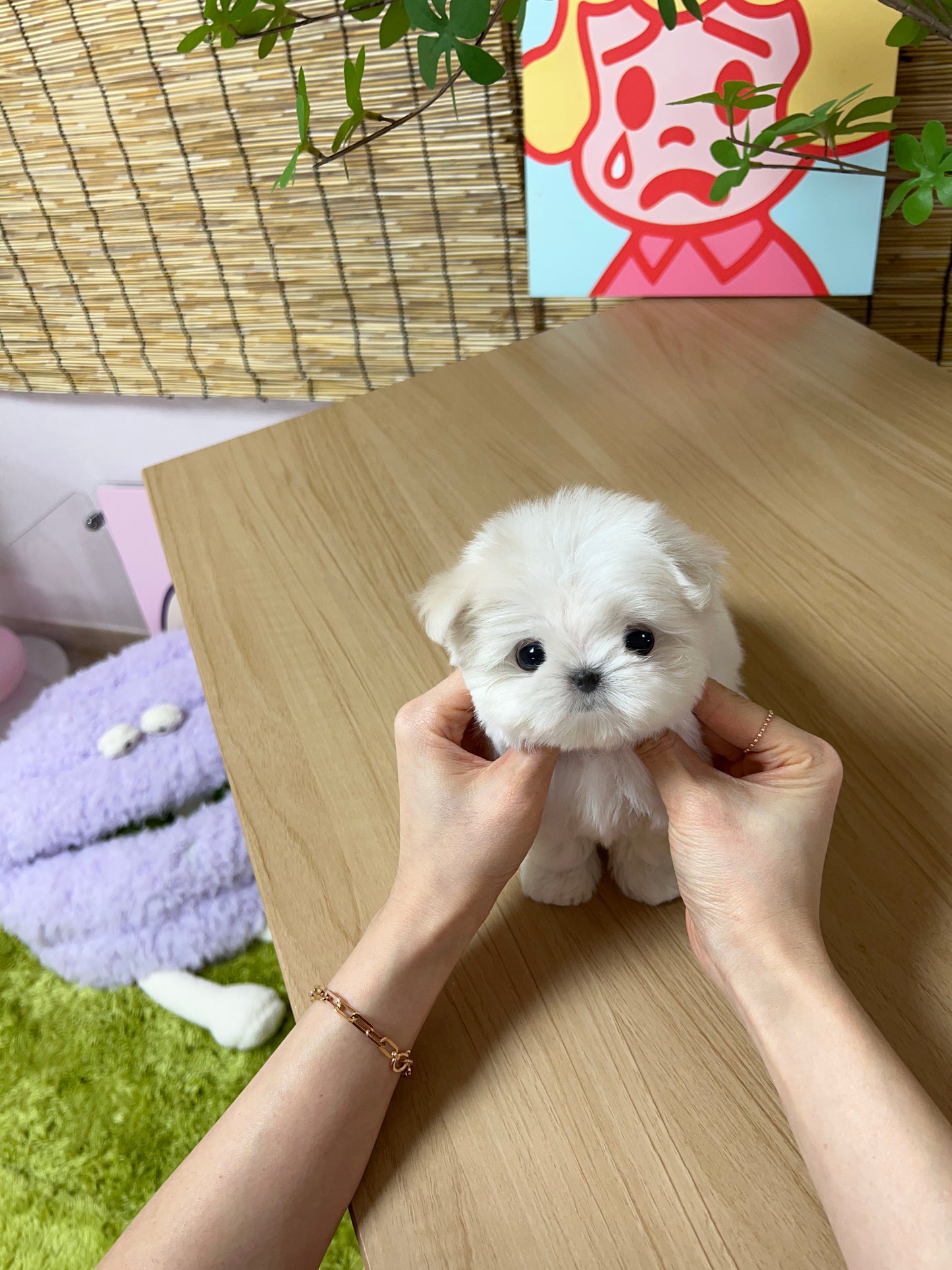 Maltese F-Katrina