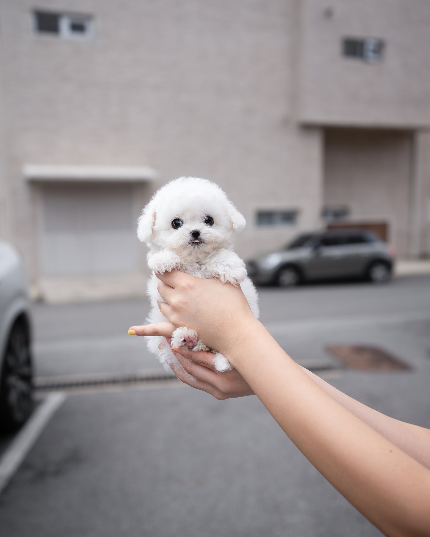 Bichon - Nori