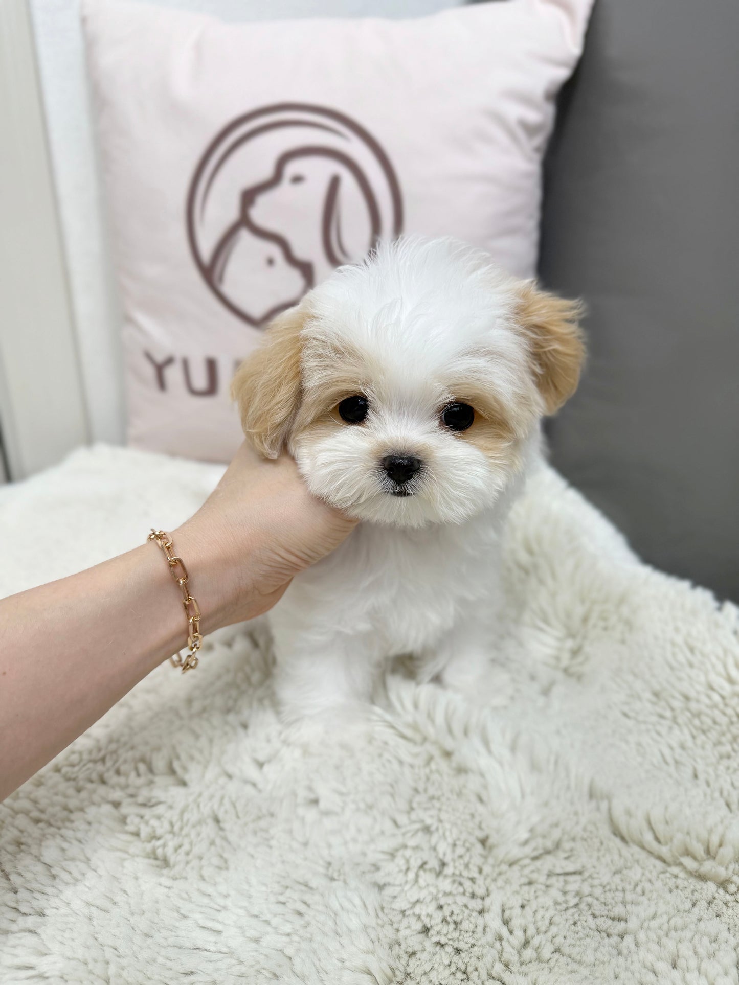 Maltipoo-Zen