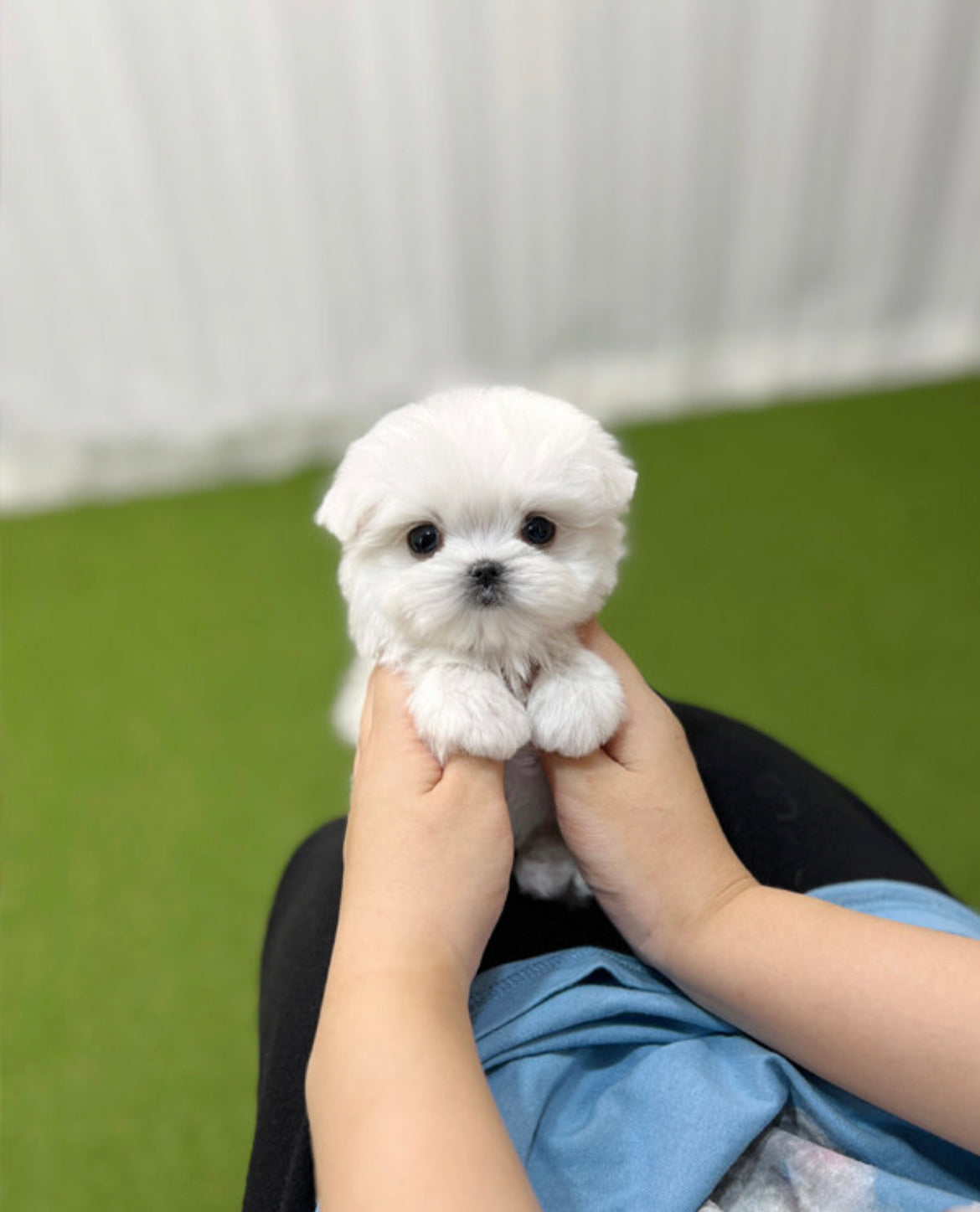 Maltese-Dean