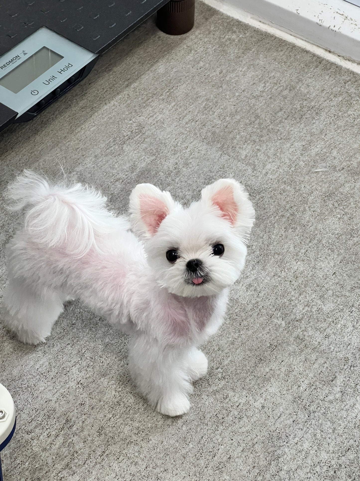 Maltese-Kara