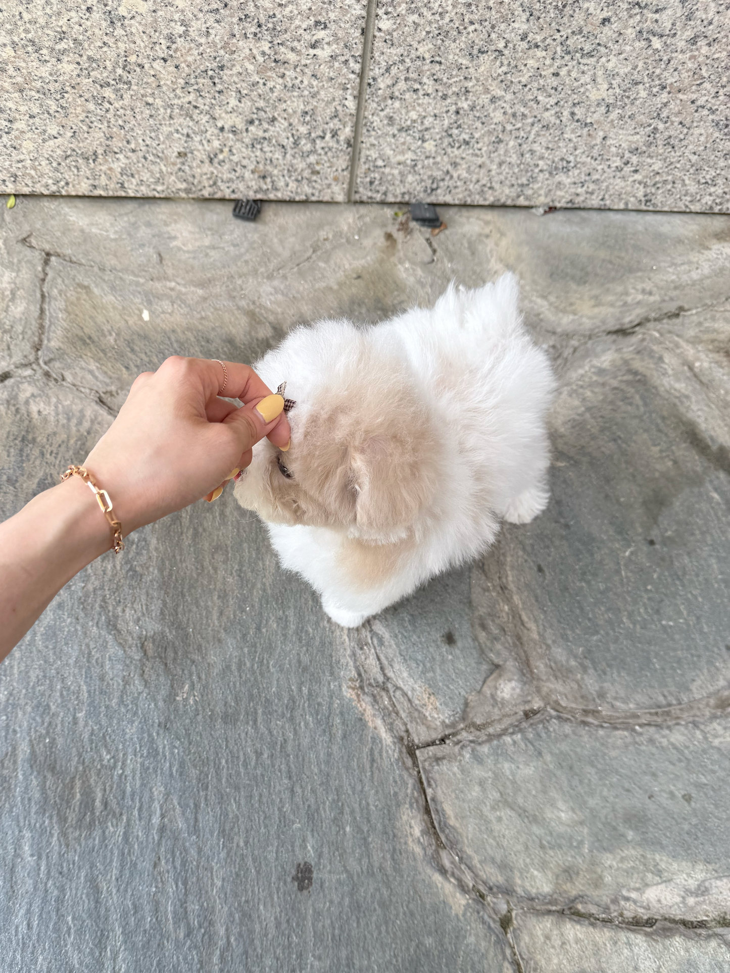 Maltipoo-Godiva
