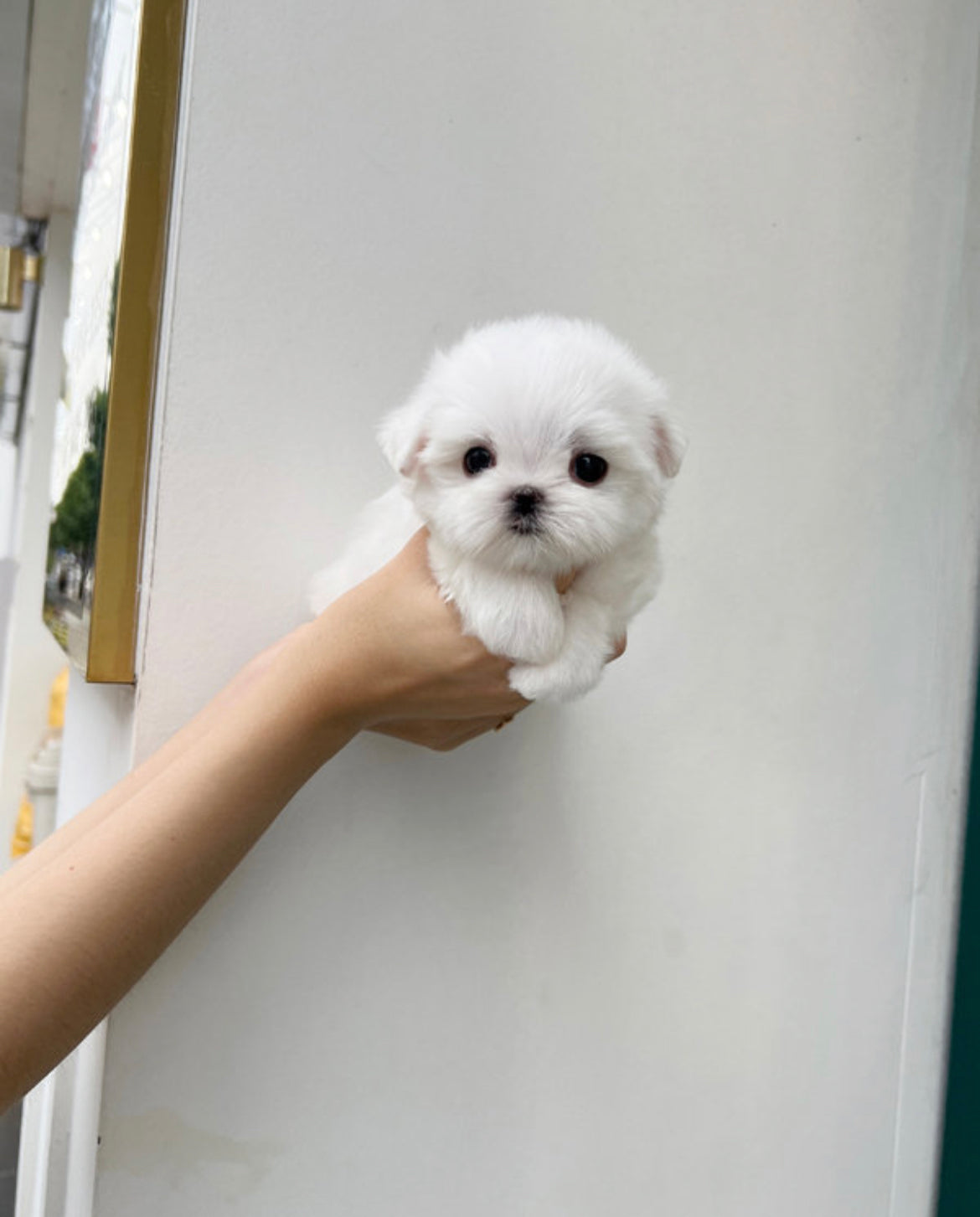 Maltese-Chimi
