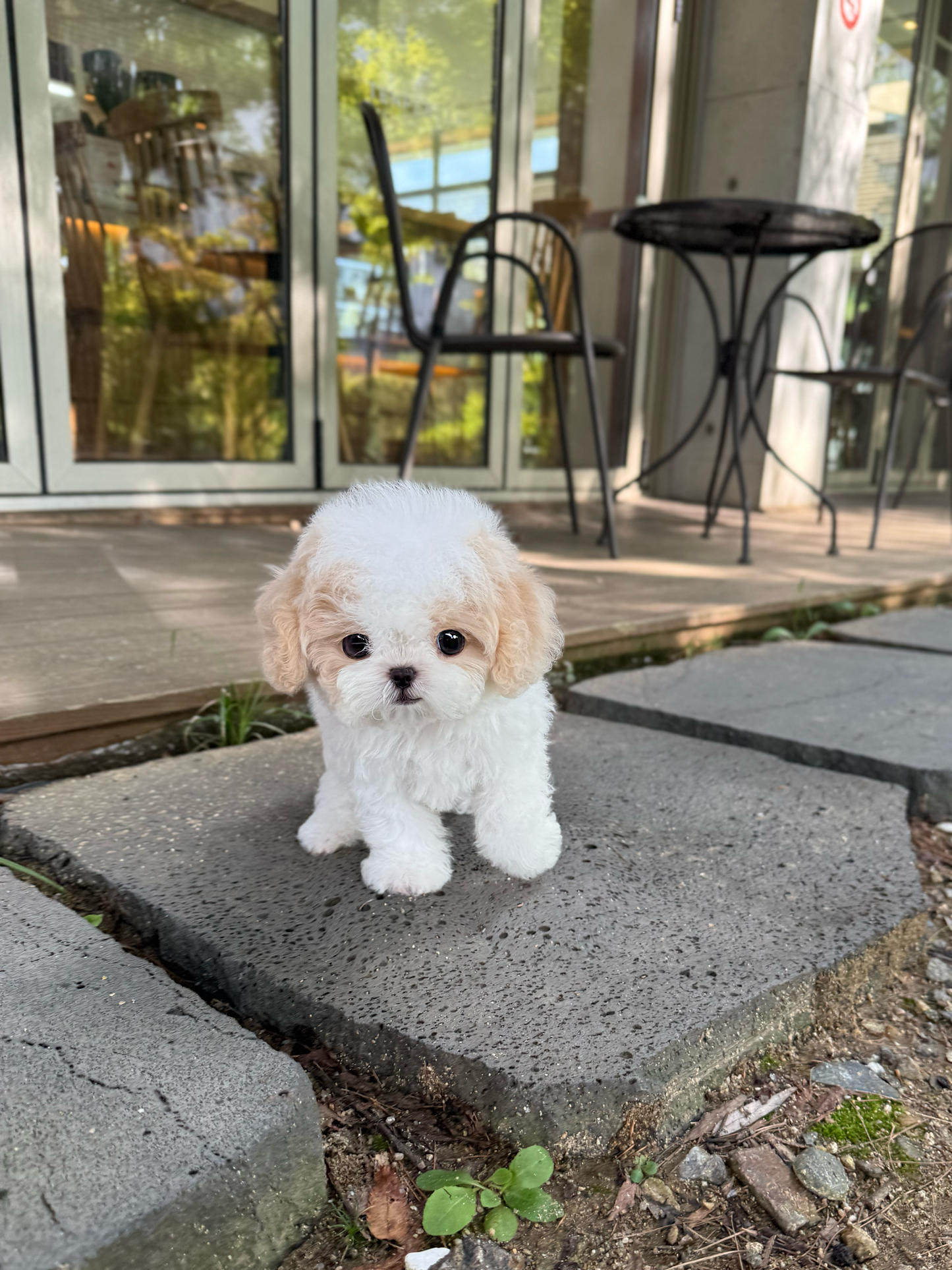 Maltipoo-Lottie